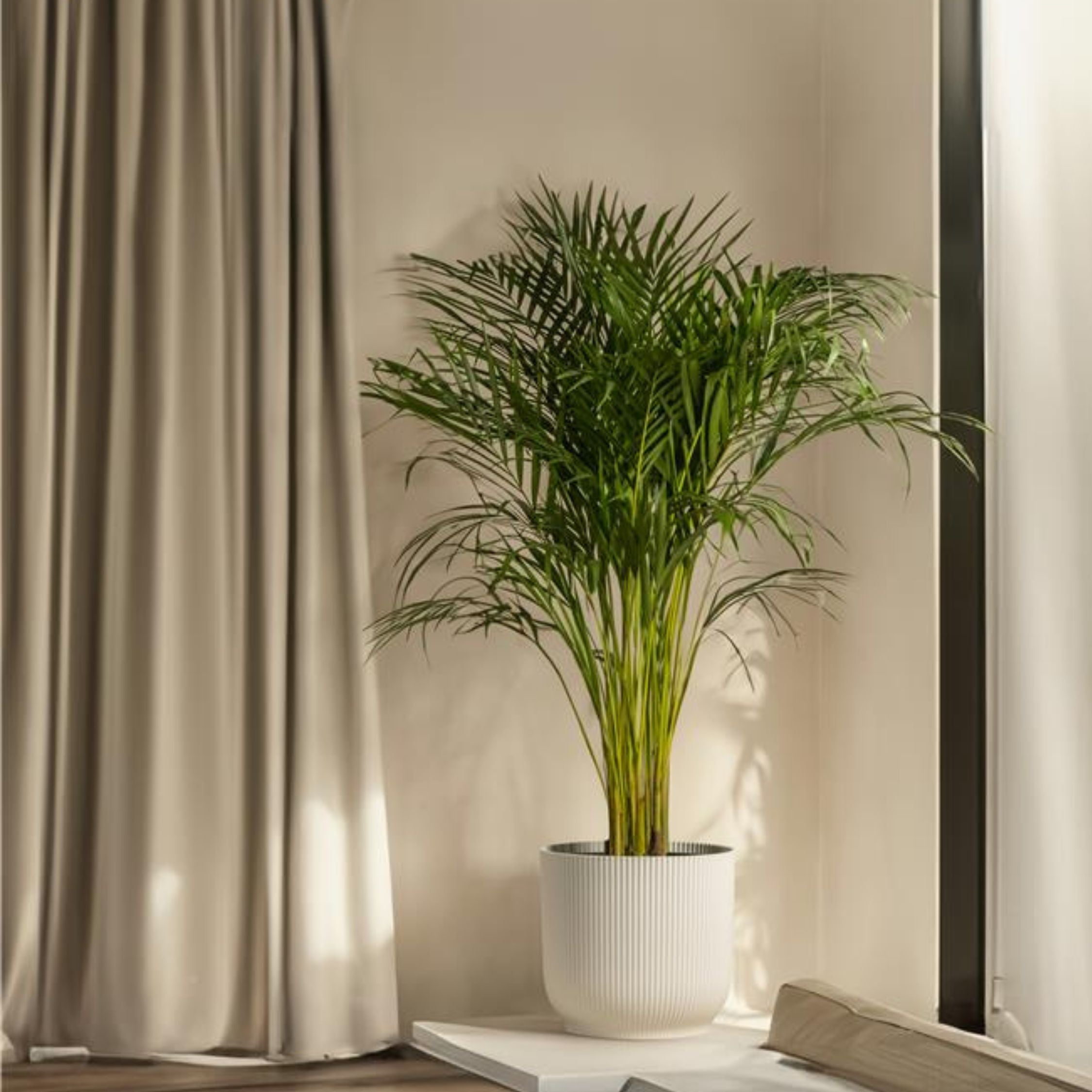 Kentiapalme - Howea forsteriana