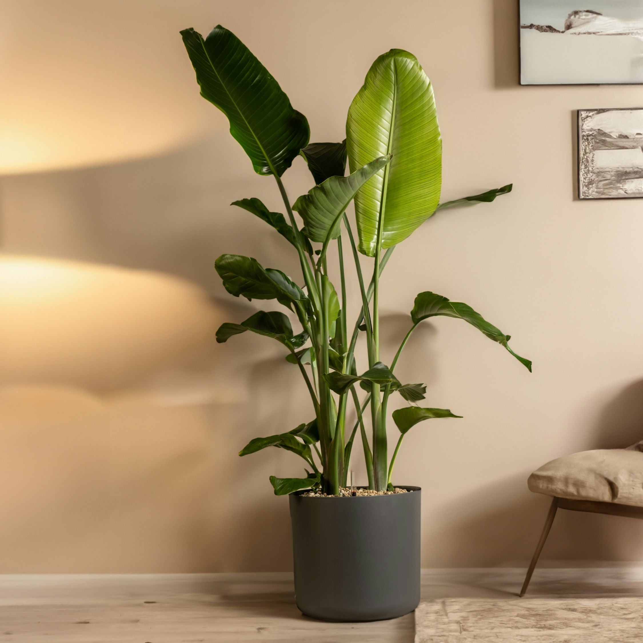 Paradisfugl - Strelitzia nicolai