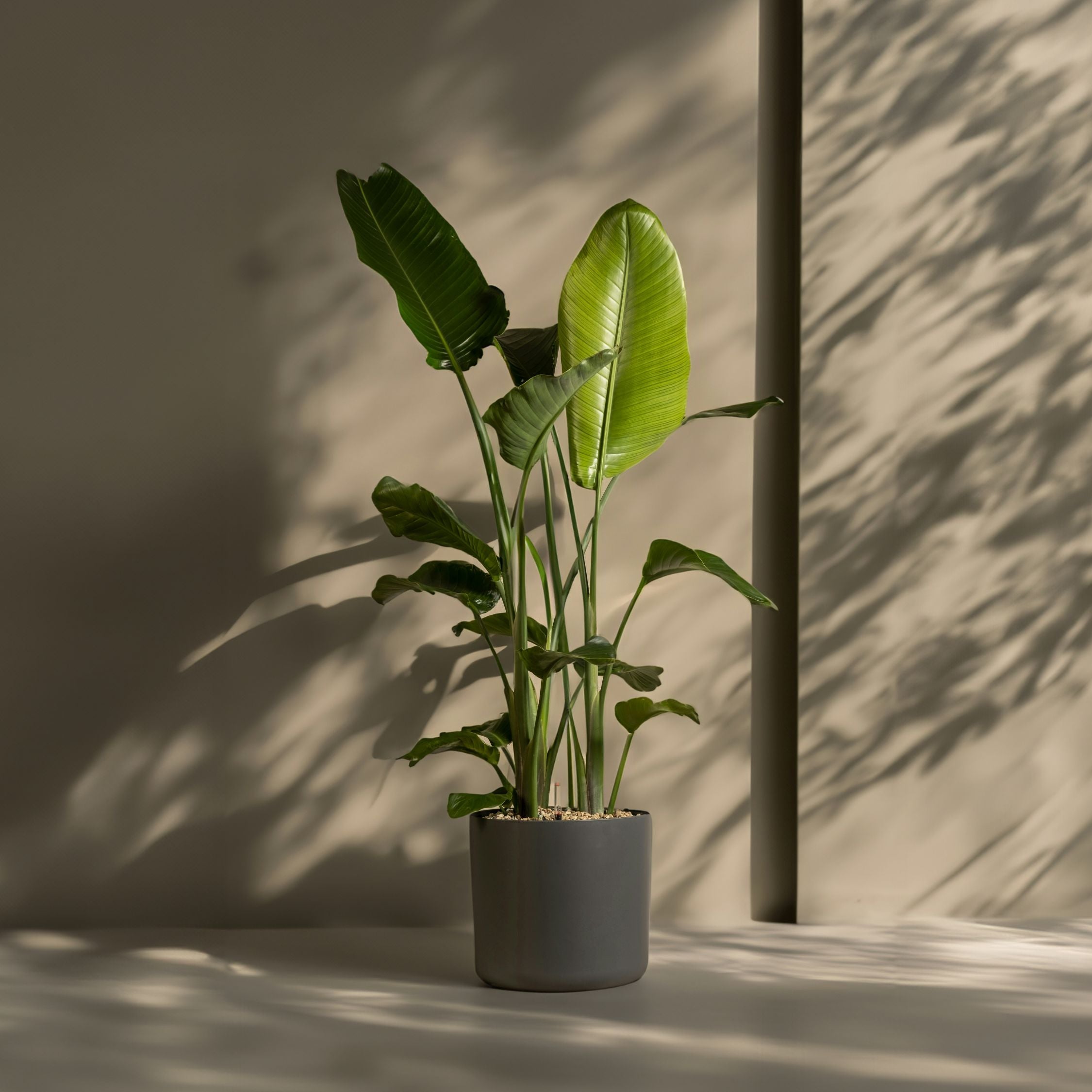 Paradisfugl - Strelitzia nicolai