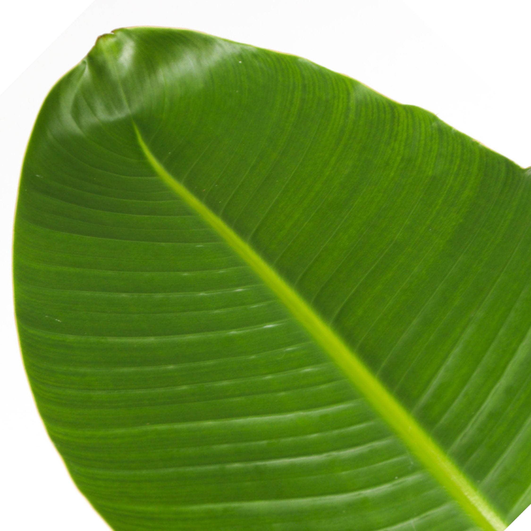 Paradisfugl - Strelitzia nicolai