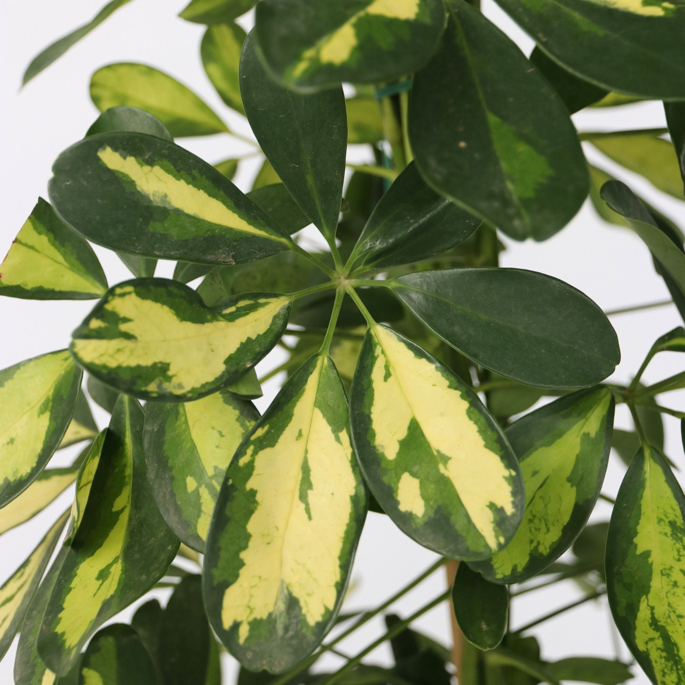 Paraplytræ - Schefflera 'Dalton'