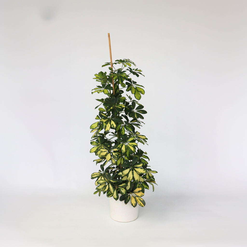 Paraplytræ - Schefflera 'Dalton'