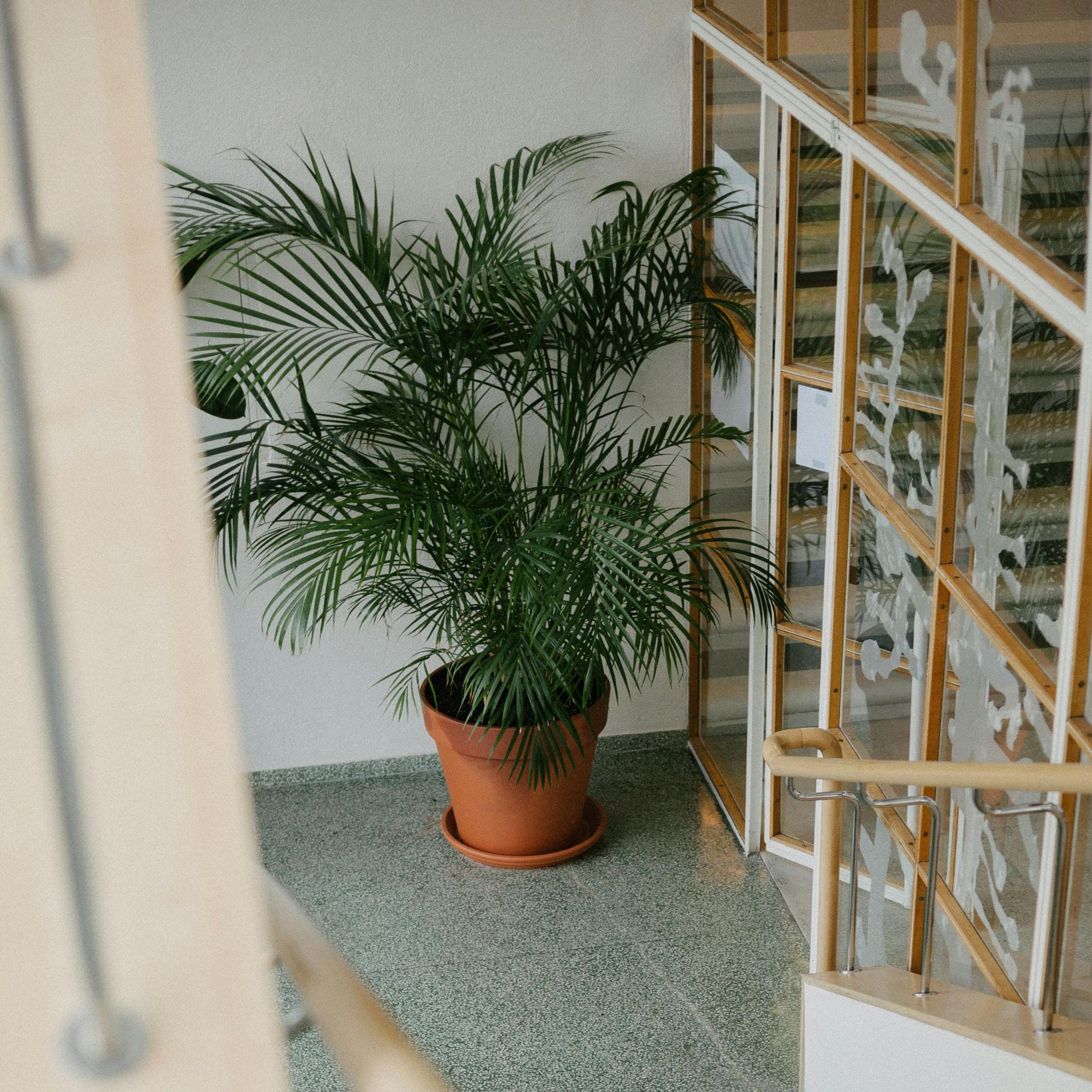 Bjergpalme - Chamaedorea elegans