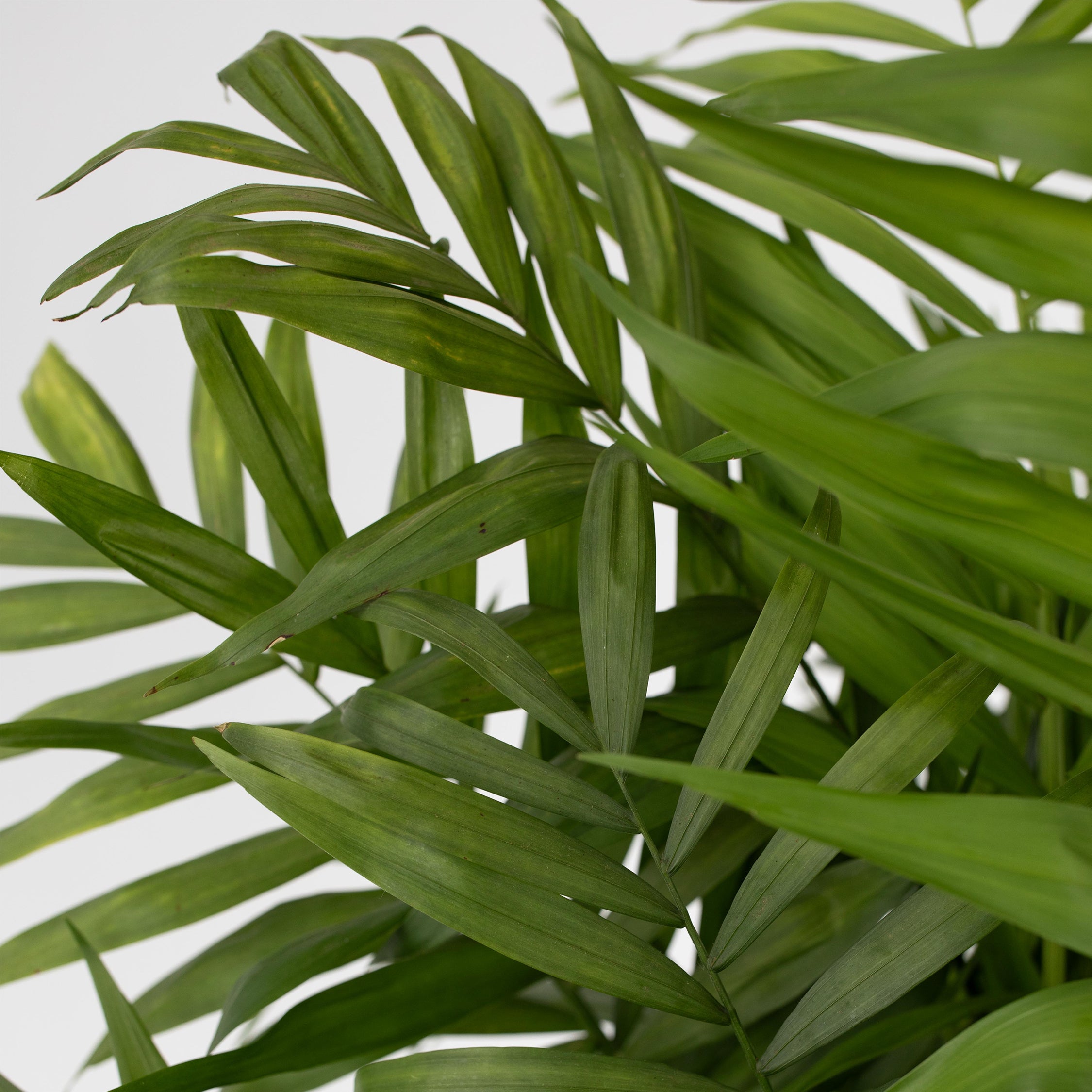 Bjergpalme - Chamaedorea elegans