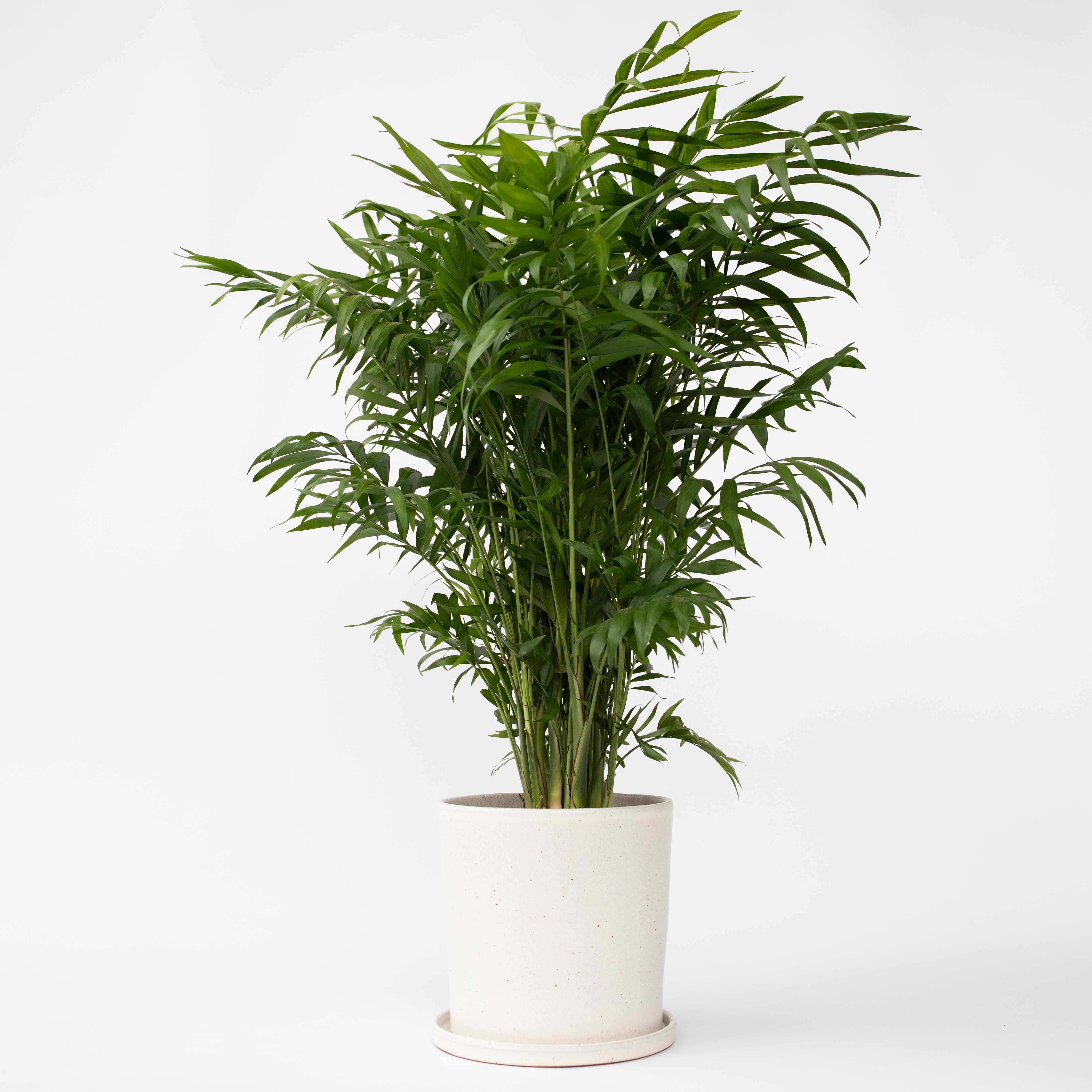 Bjergpalme - Chamaedorea elegans