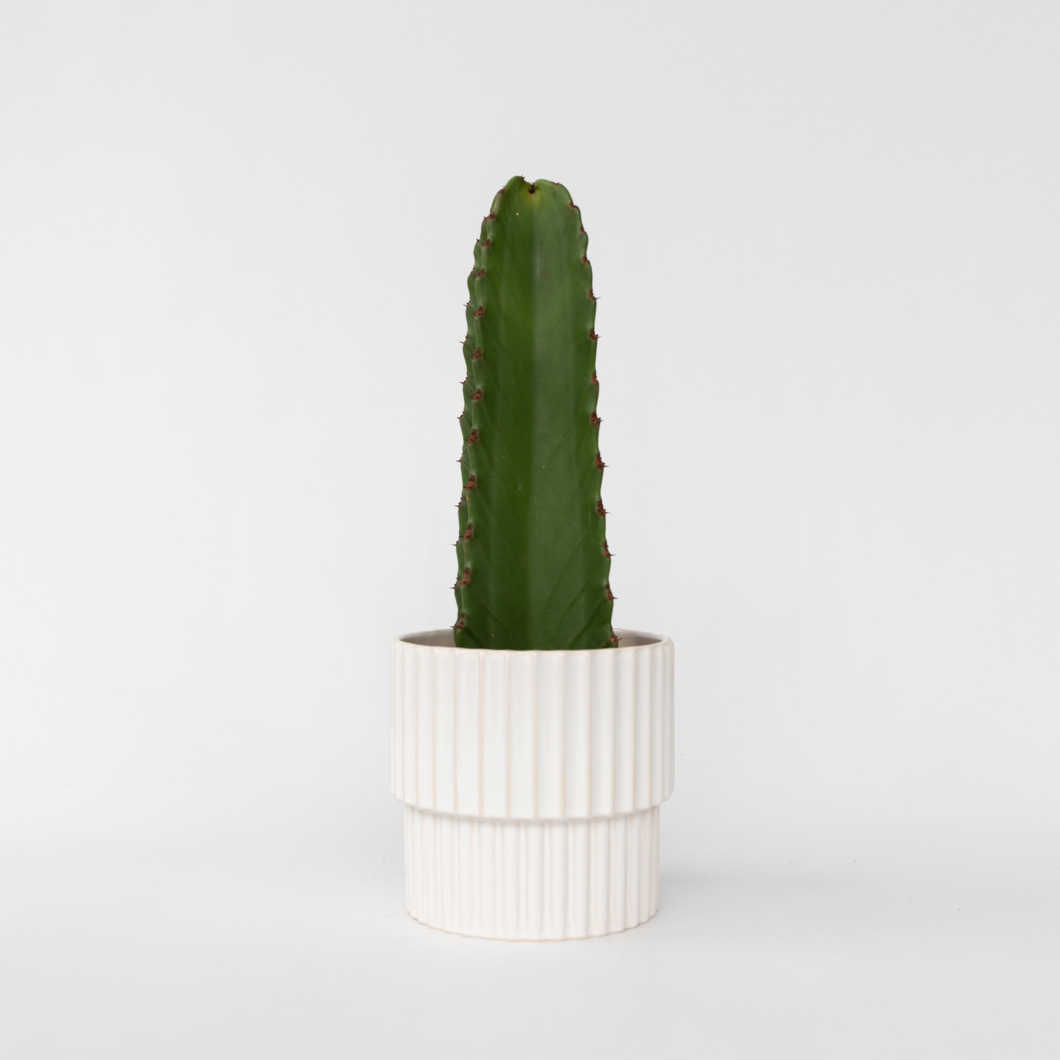 Kandelabertræ - Euphorbia ingens