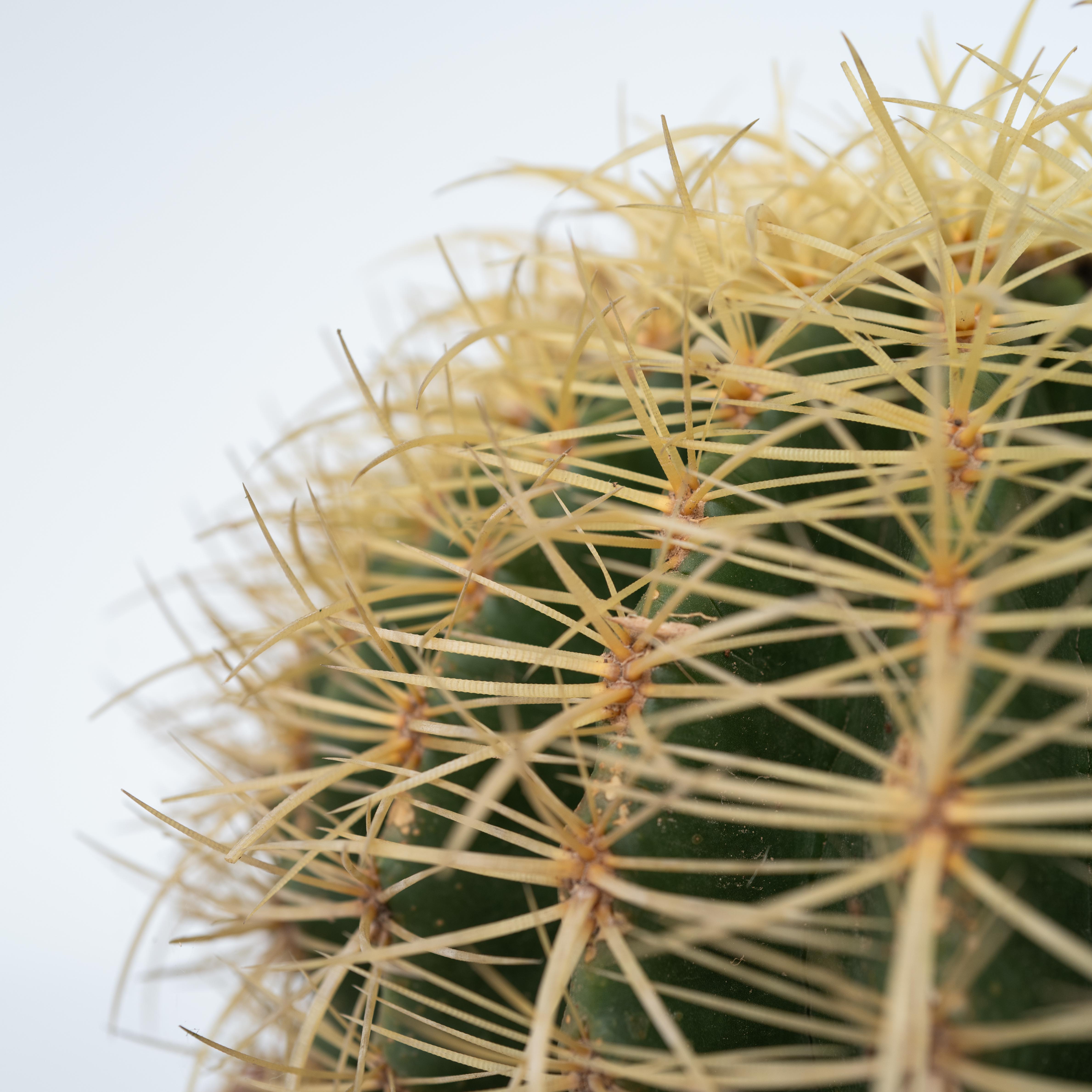 Guldkugle - Echinocactus grusonii
