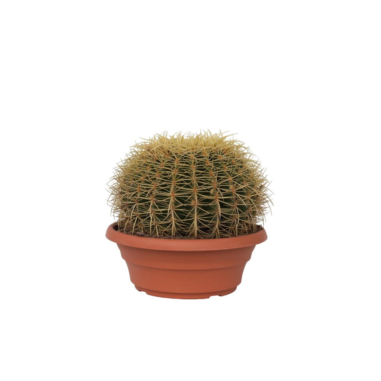 Guldkugle - Echinocactus grusonii
