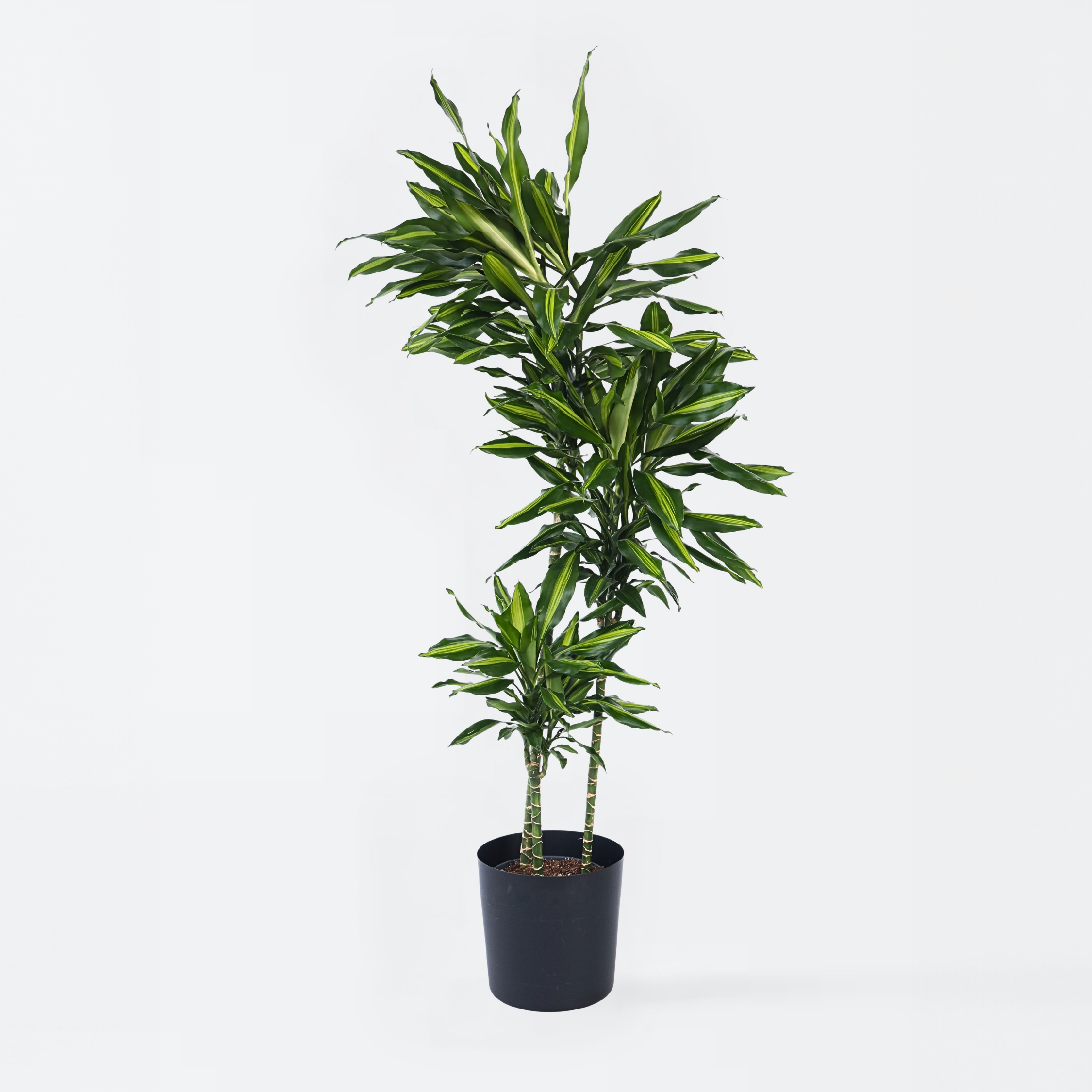 Drageplante - Dracaena fragrans 'Cintho'