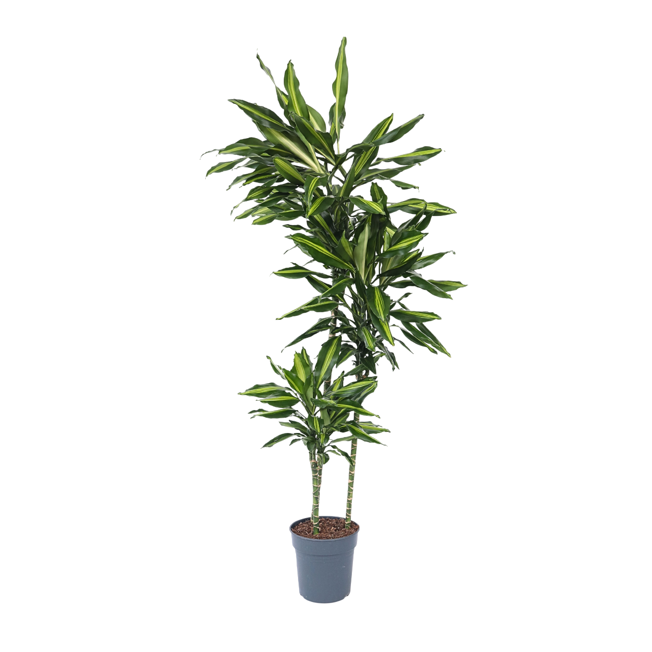 Drageplante - Dracaena fragrans 'Cintho'
