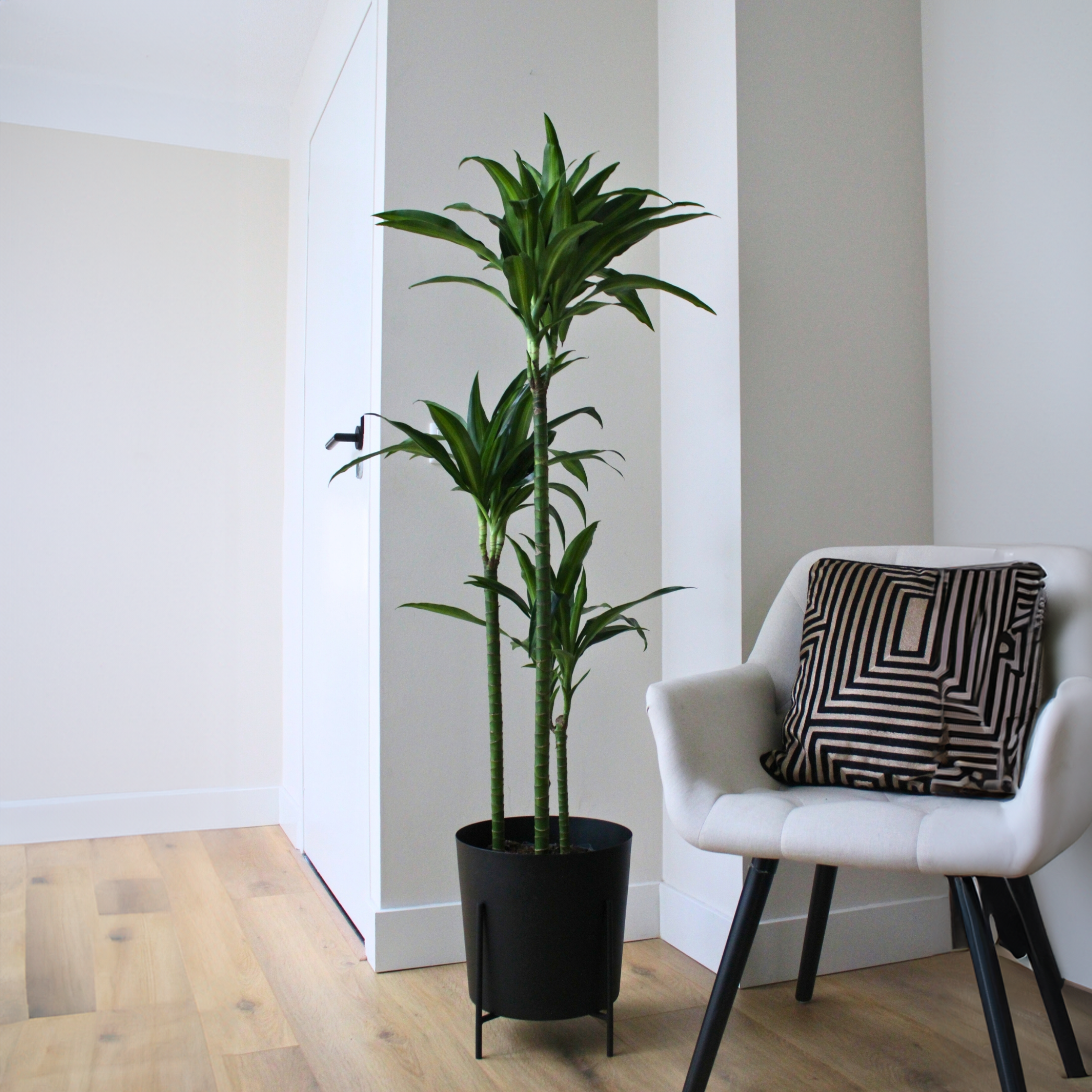 Drageplante - Dracaena surculosa 'Hawaiian Sunshine'