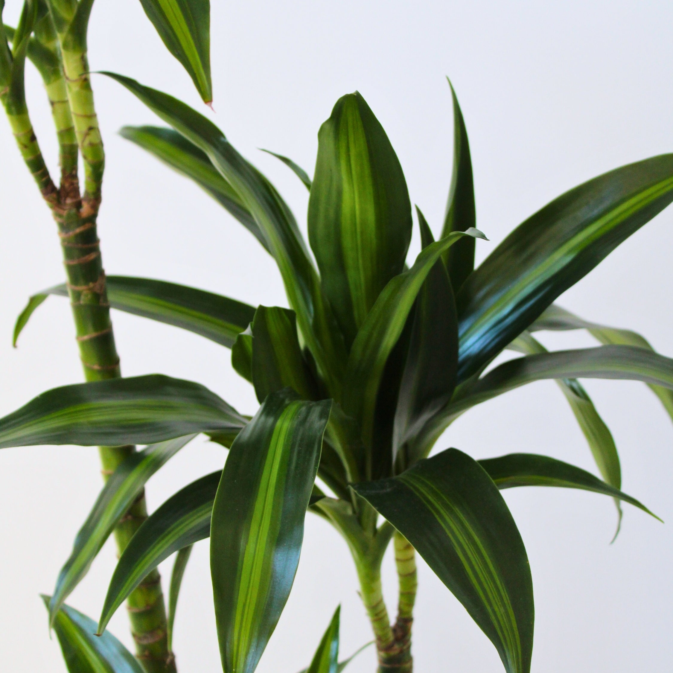 Drageplante - Dracaena surculosa 'Hawaiian Sunshine'