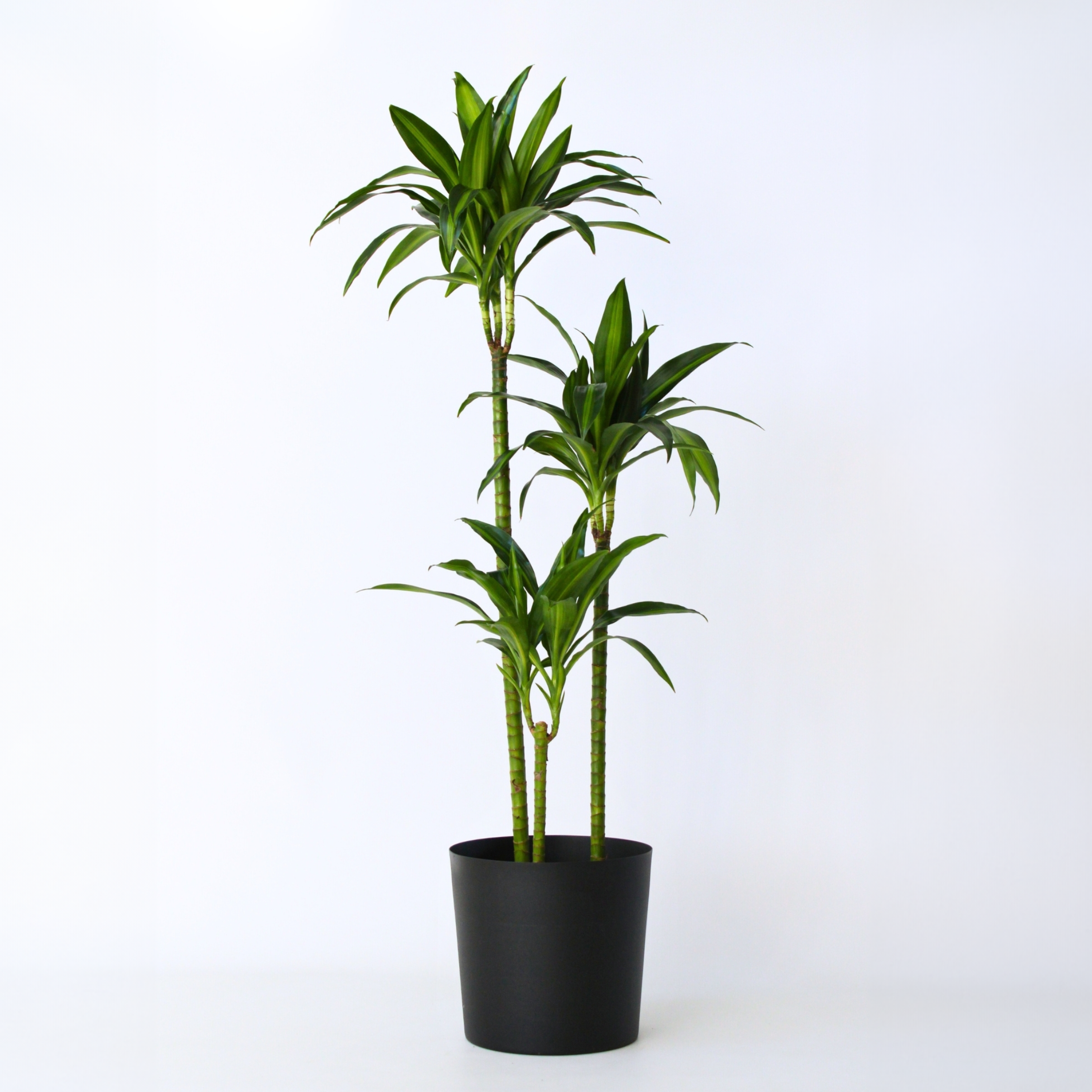 Drageplante - Dracaena surculosa 'Hawaiian Sunshine'