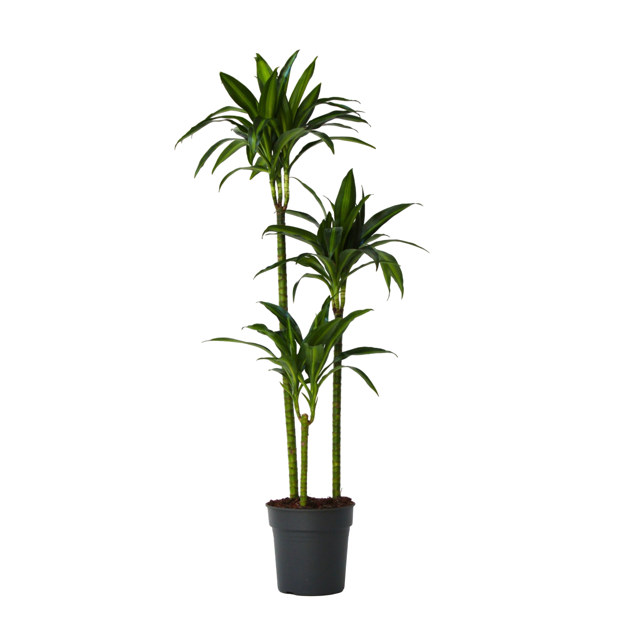 Drageplante - Dracaena surculosa 'Hawaiian Sunshine'