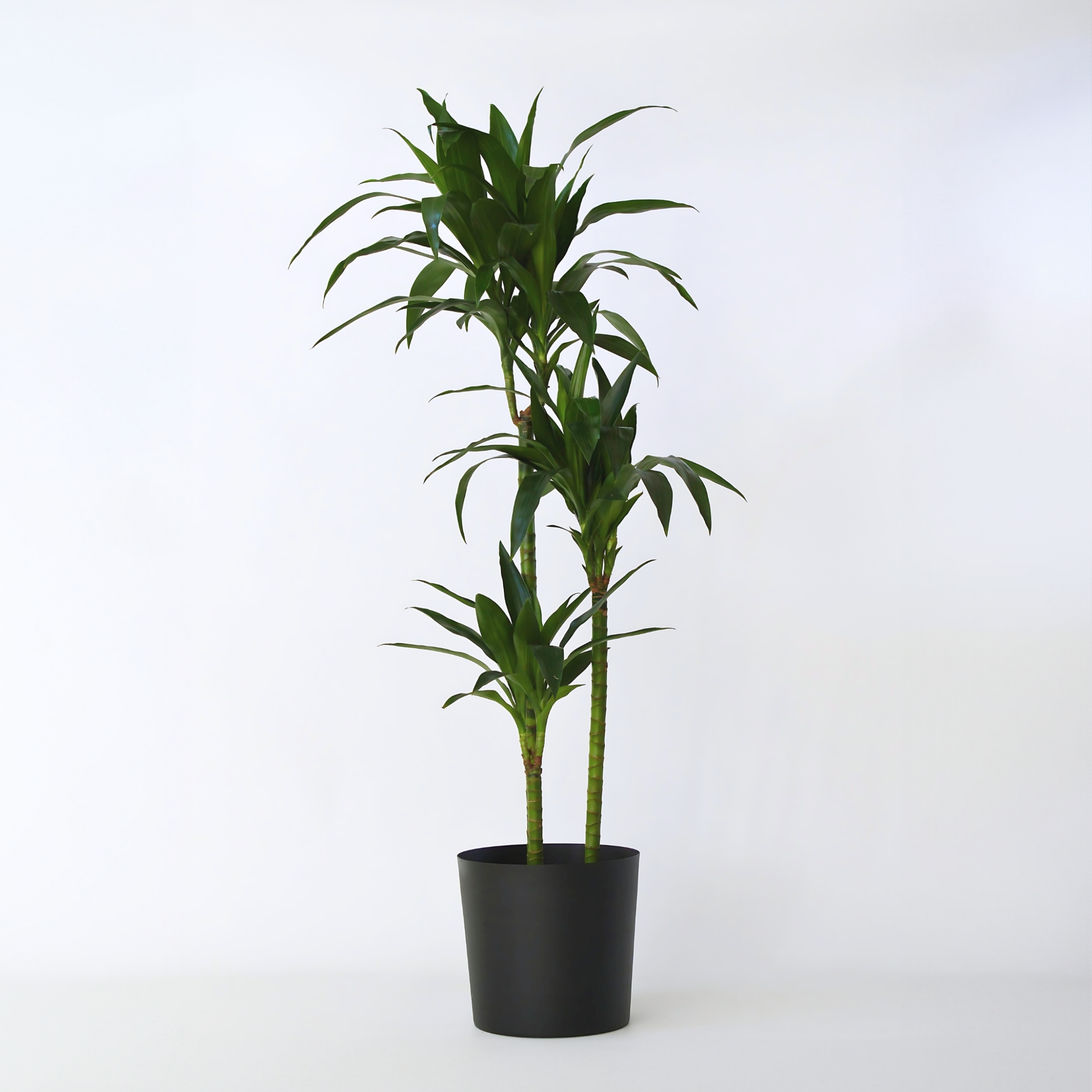 Drageplante - Dracaena deremensis 'Janet Craig'