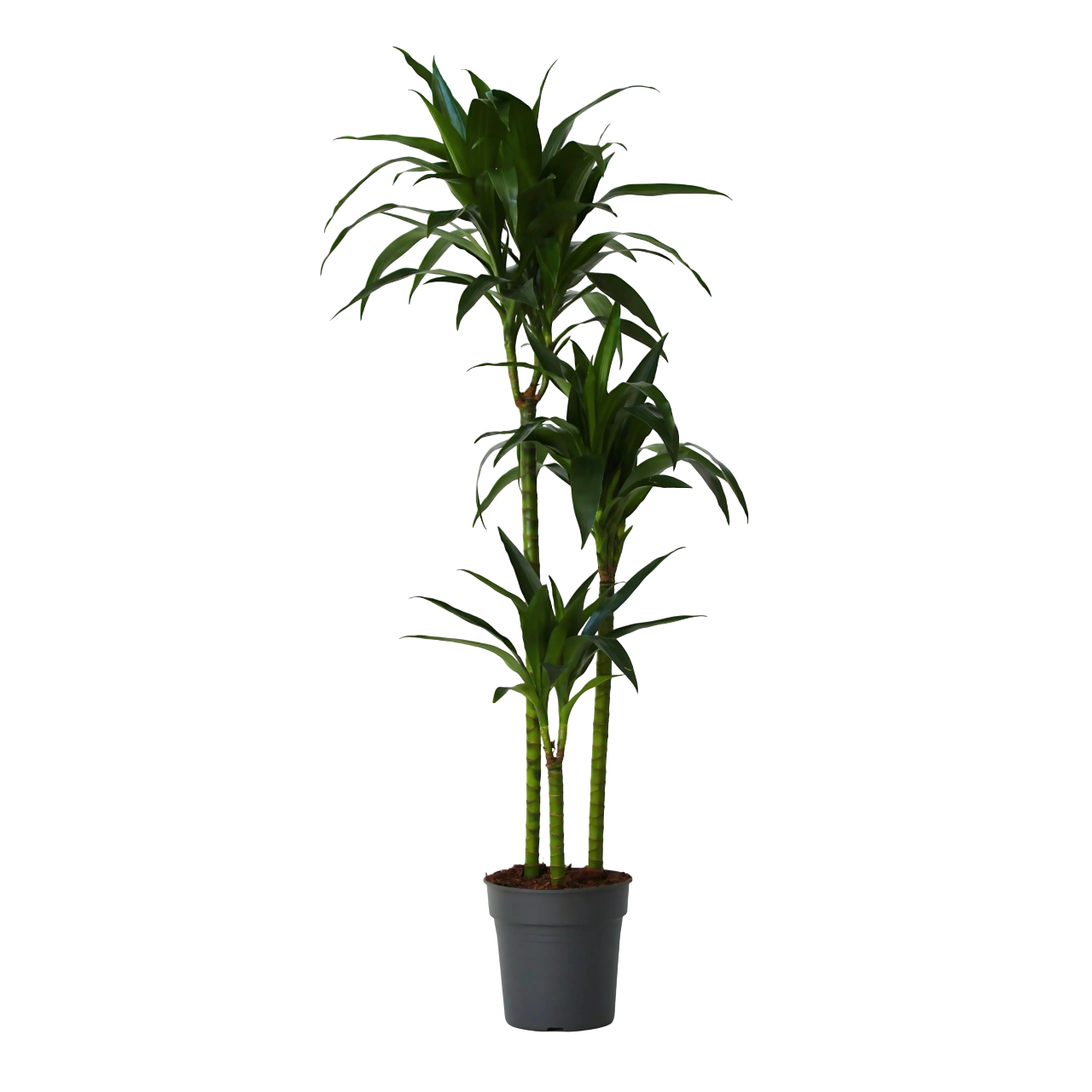Drageplante - Dracaena deremensis 'Janet Craig'