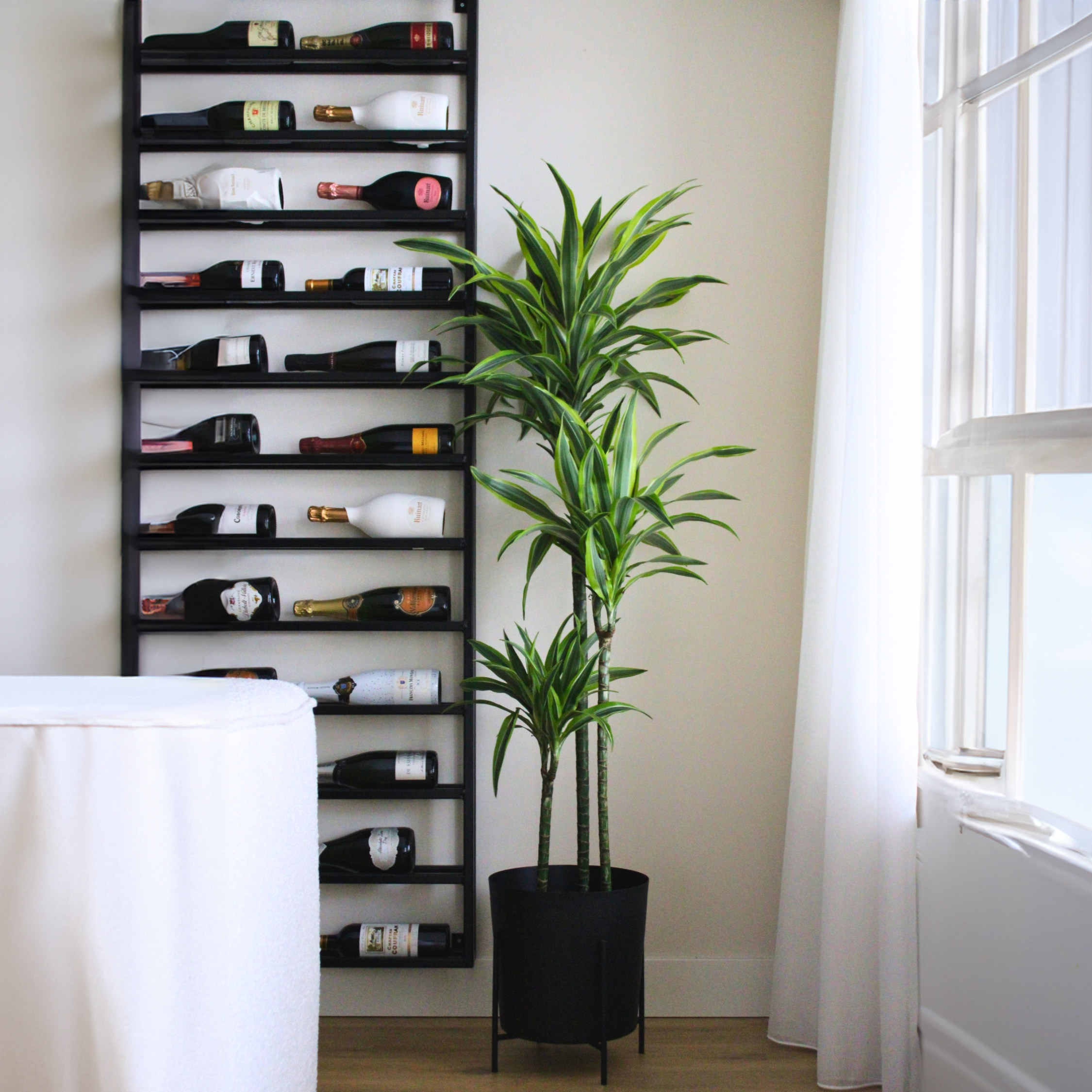 Drageplante - Dracaena 'Lemon Lime'