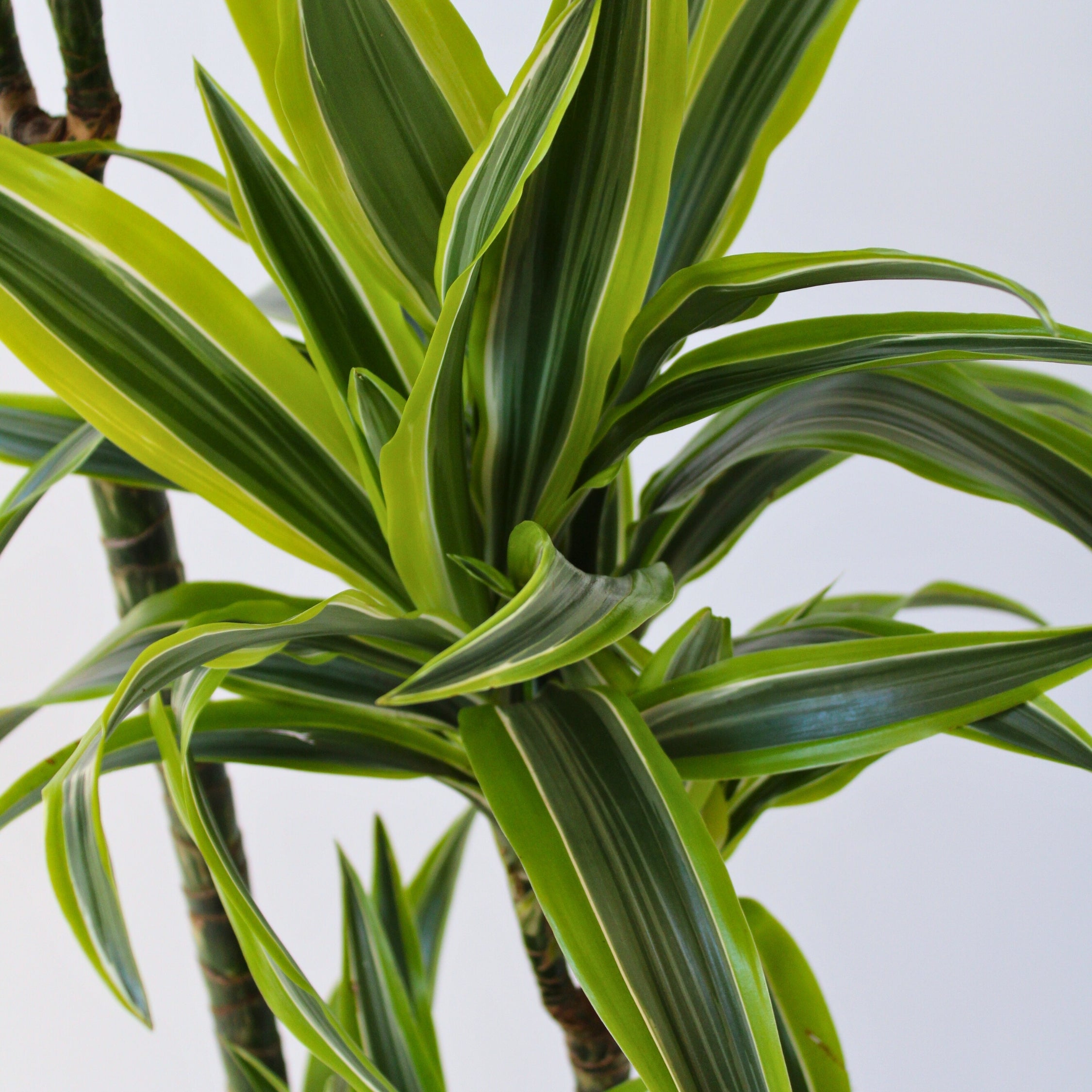 Drageplante - Dracaena 'Lemon Lime'