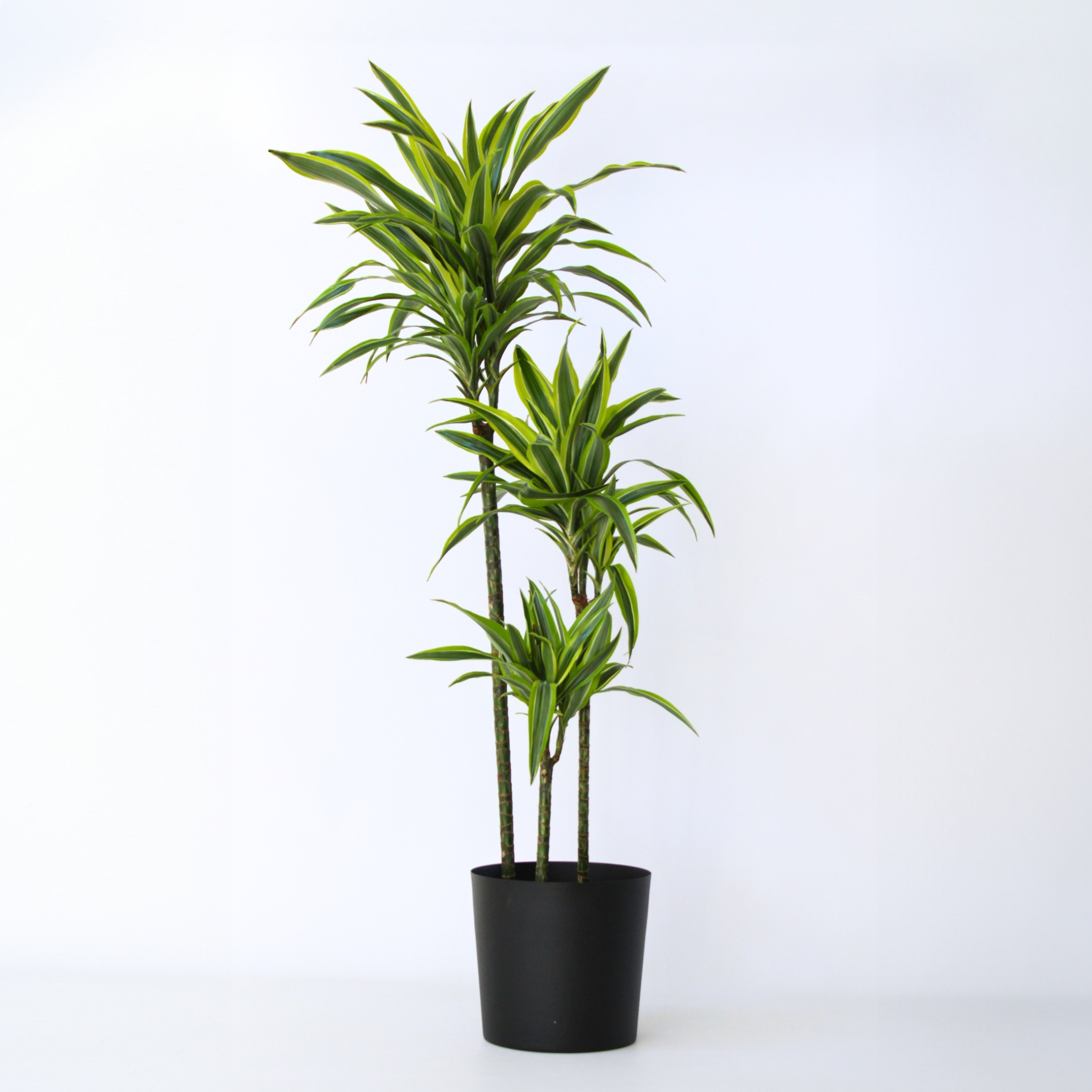 Drageplante - Dracaena 'Lemon Lime'