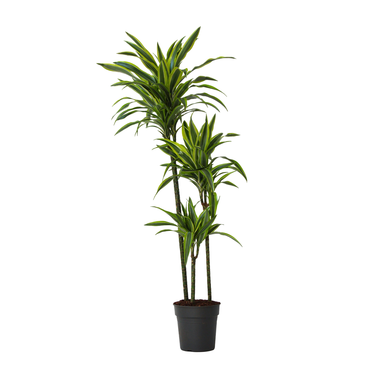 Drageplante - Dracaena 'Lemon Lime'