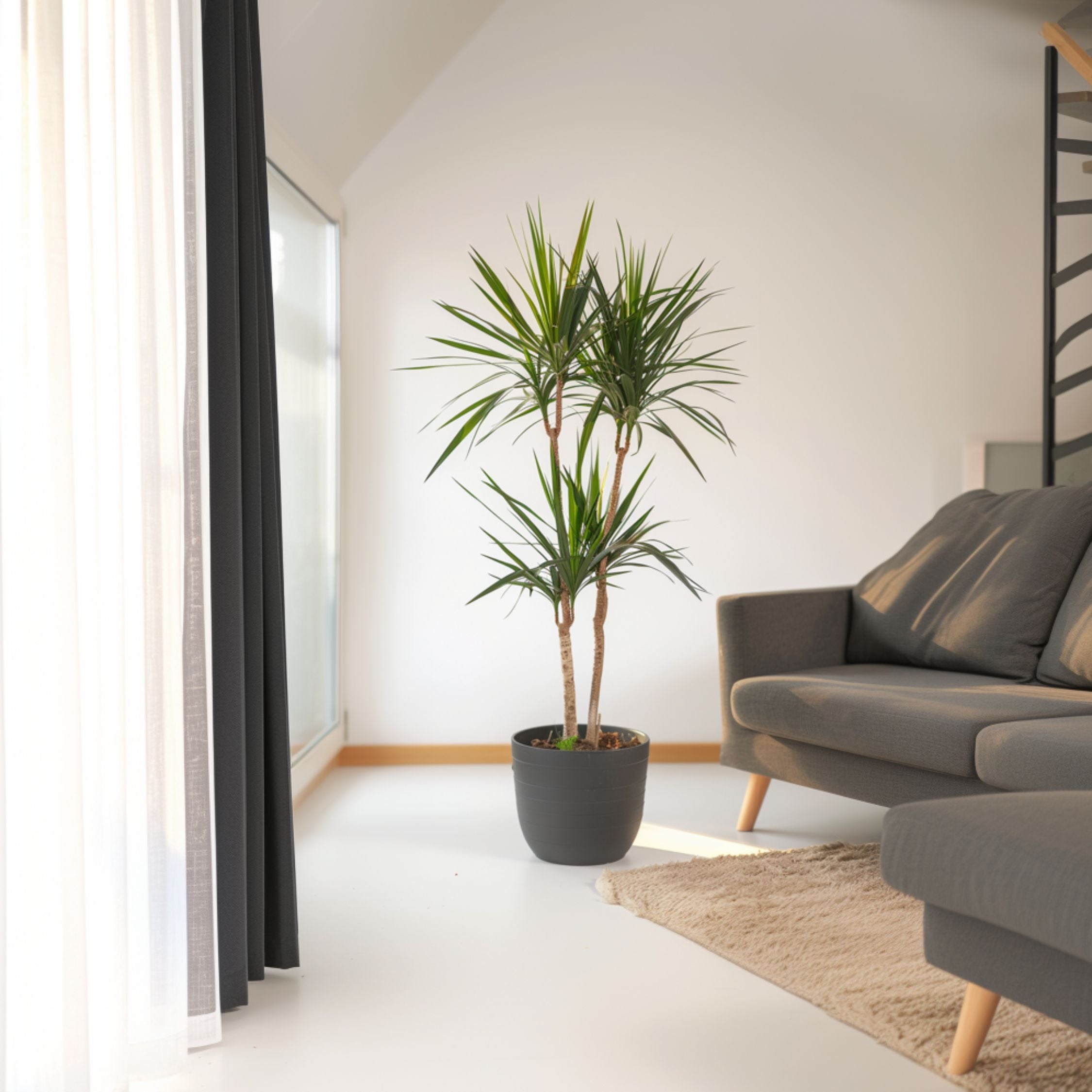 Drageplante drageblodstræ - Dracaena marginata