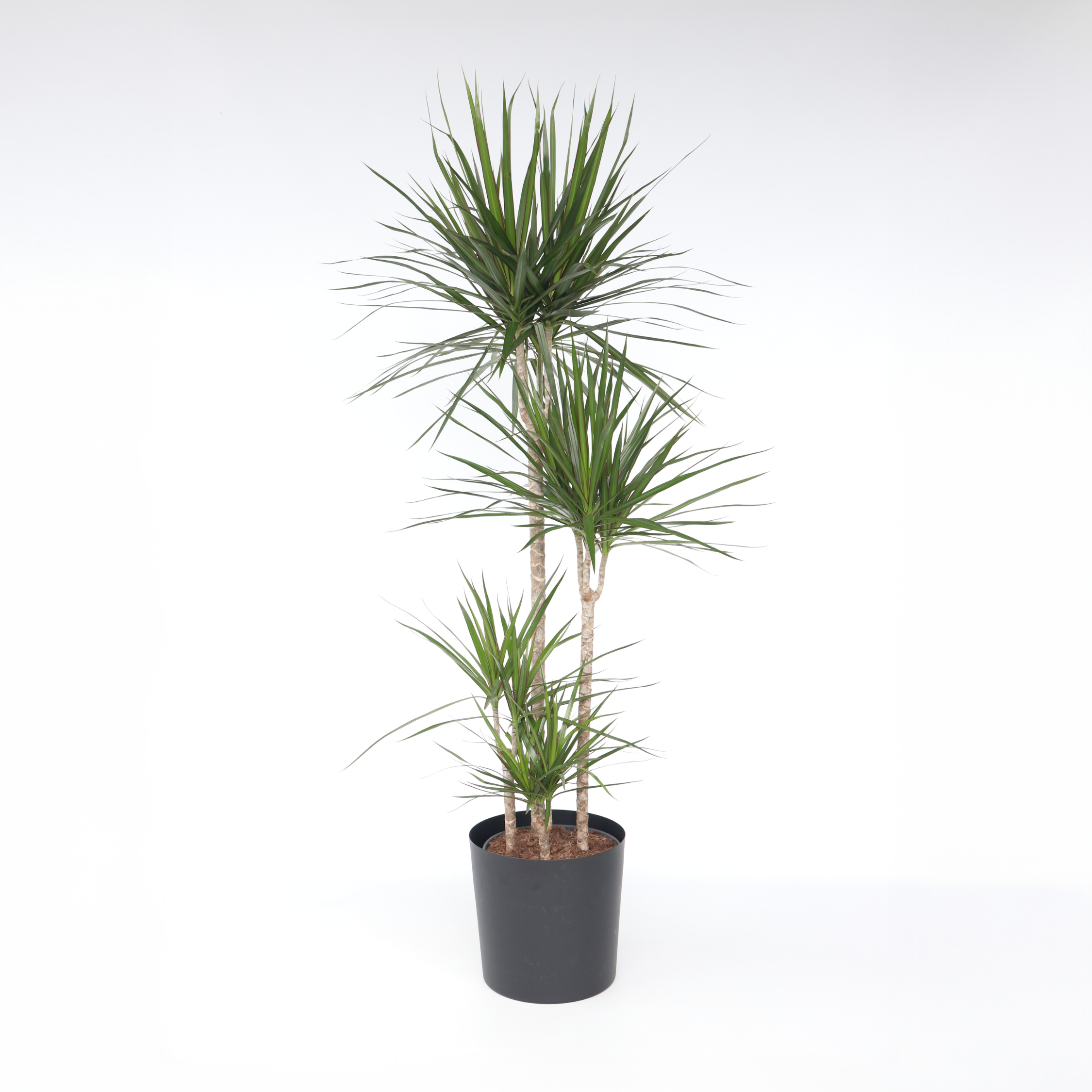 Drageplante drageblodstræ - Dracaena marginata