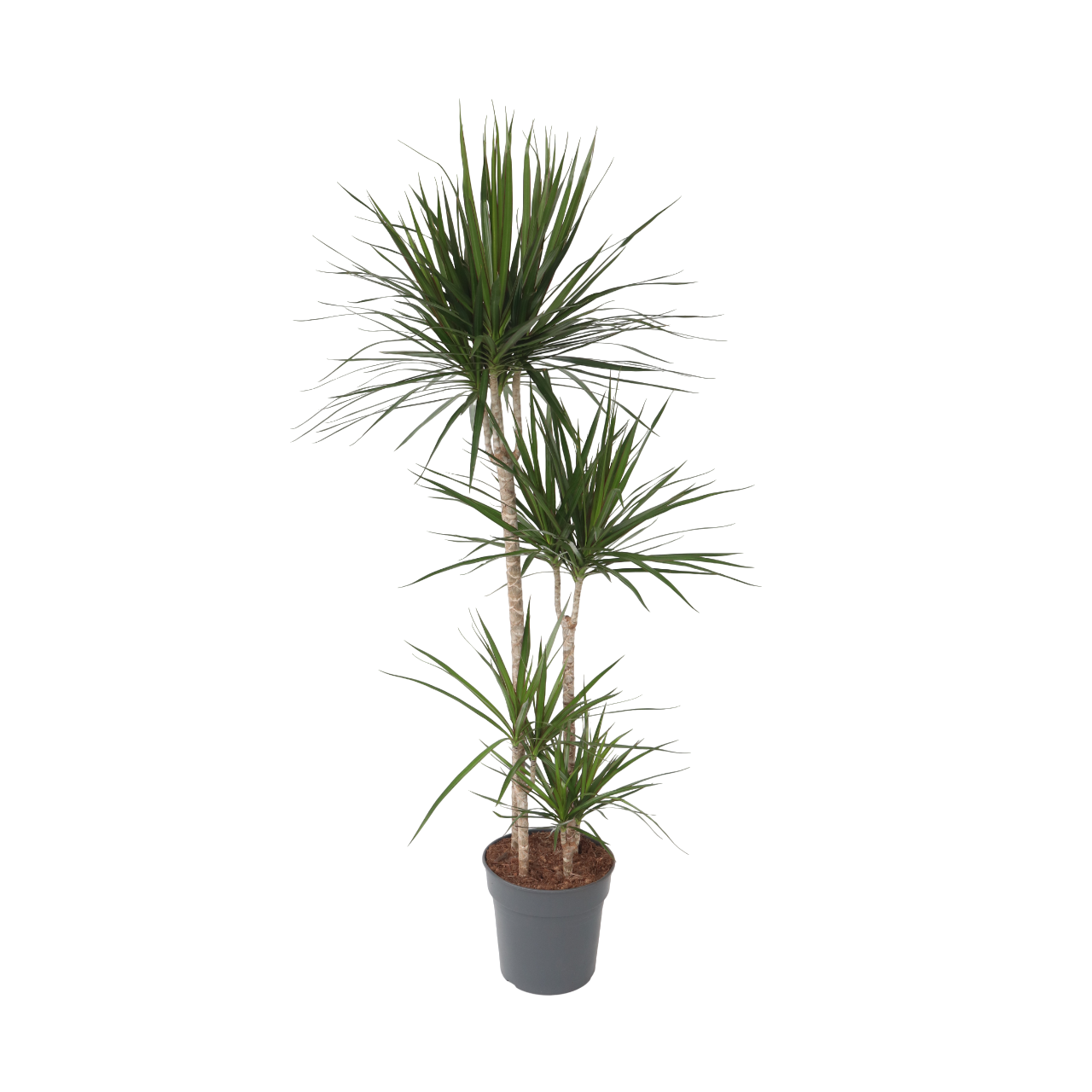 Drageplante drageblodstræ - Dracaena marginata