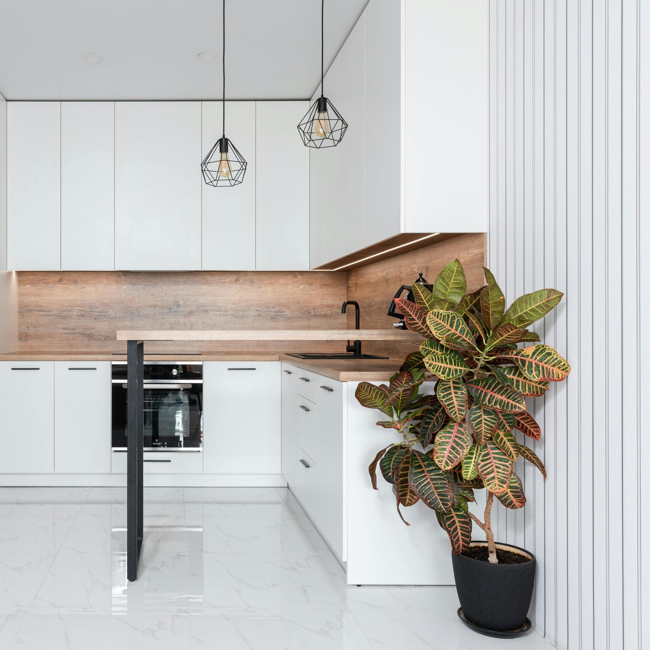 Kroton - Codiaeum variegatum 'Mrs. Iceton'