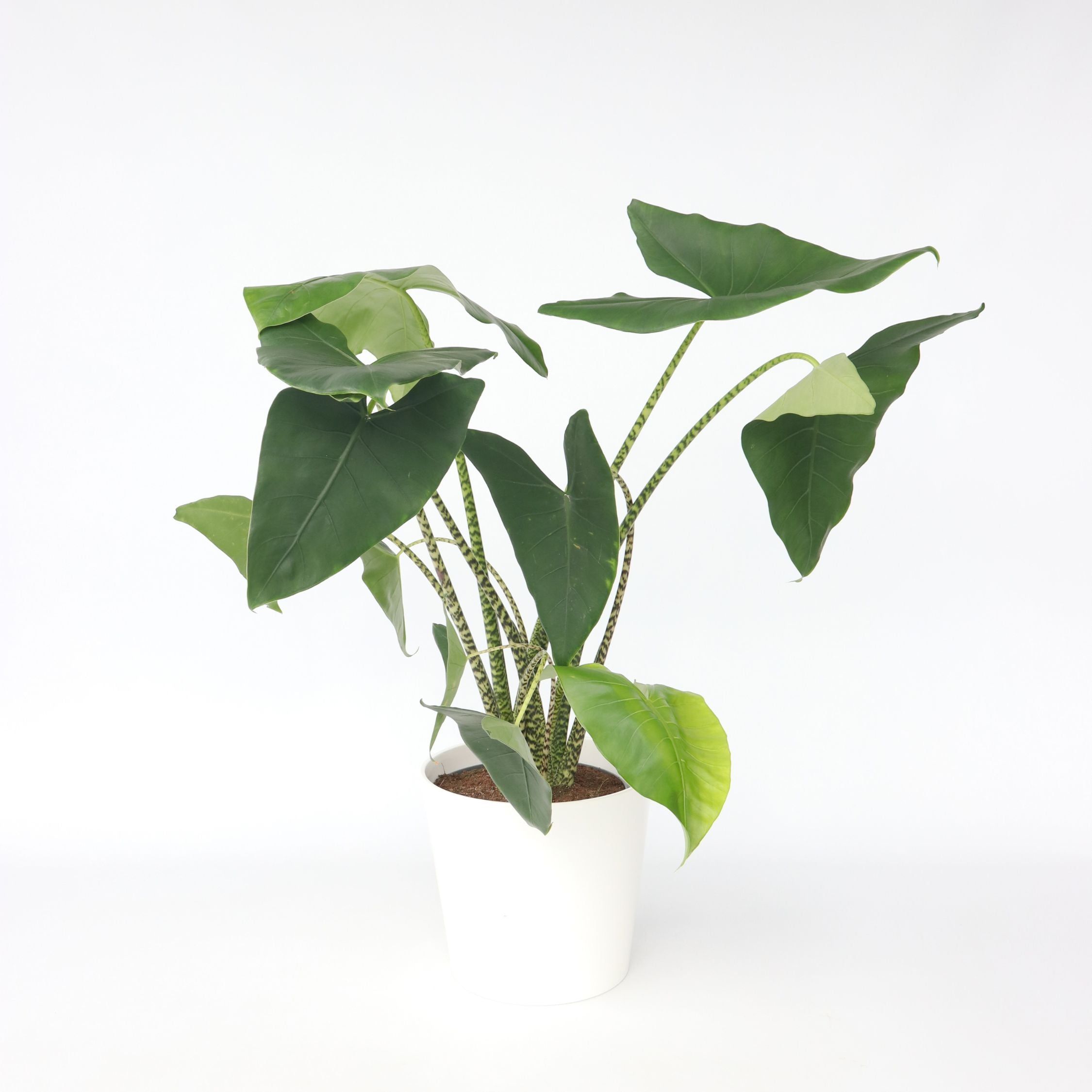 Elefantøre - Alocasia 'Zebrina'