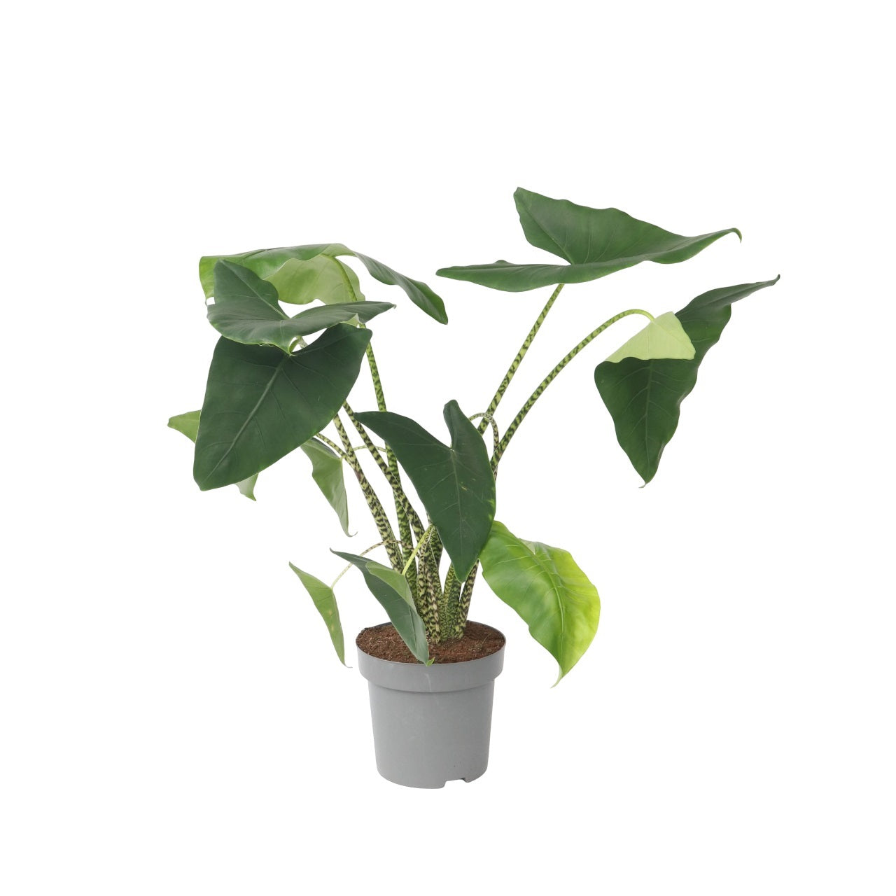 Elefantøre - Alocasia 'Zebrina'
