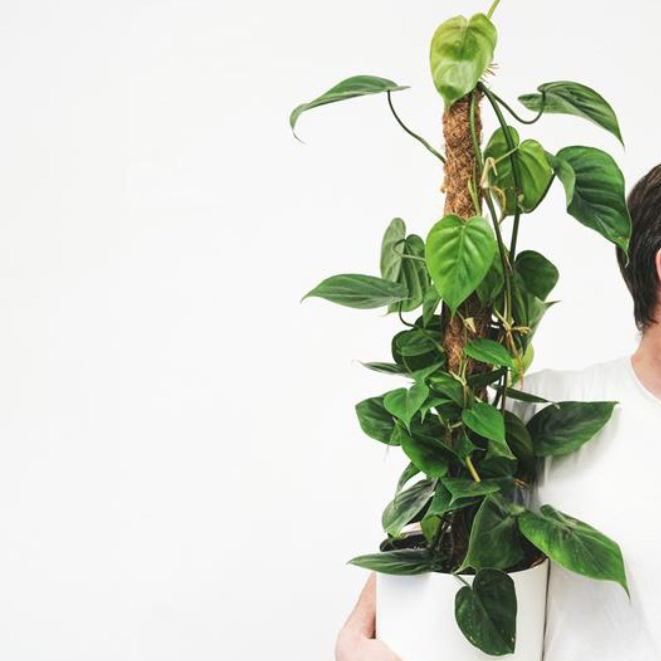 Filodendron - Philodendron scandens