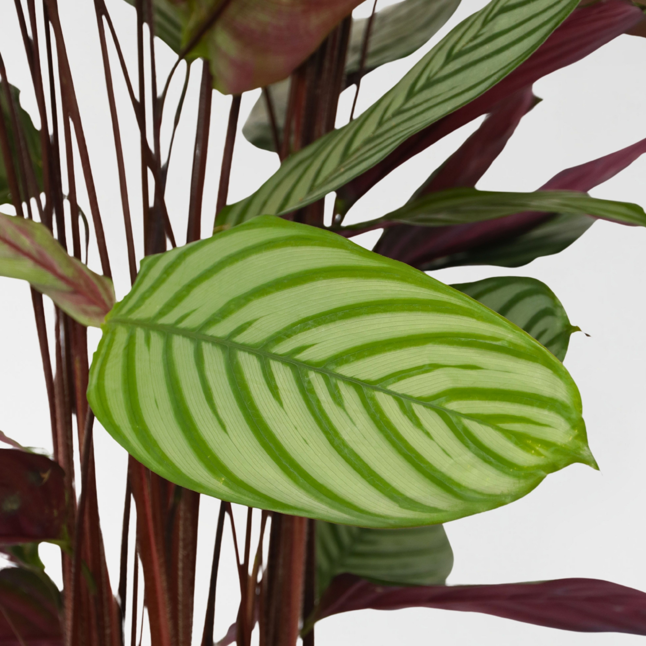 Fiskebensplante - Calathea 'Oppenheimiana'