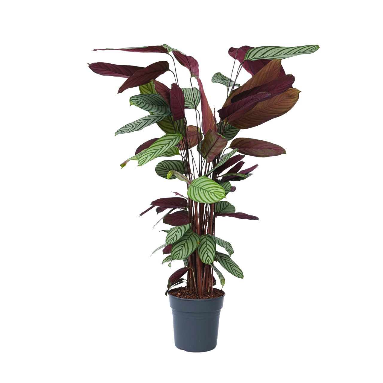 Fiskebensplante - Calathea 'Oppenheimiana'