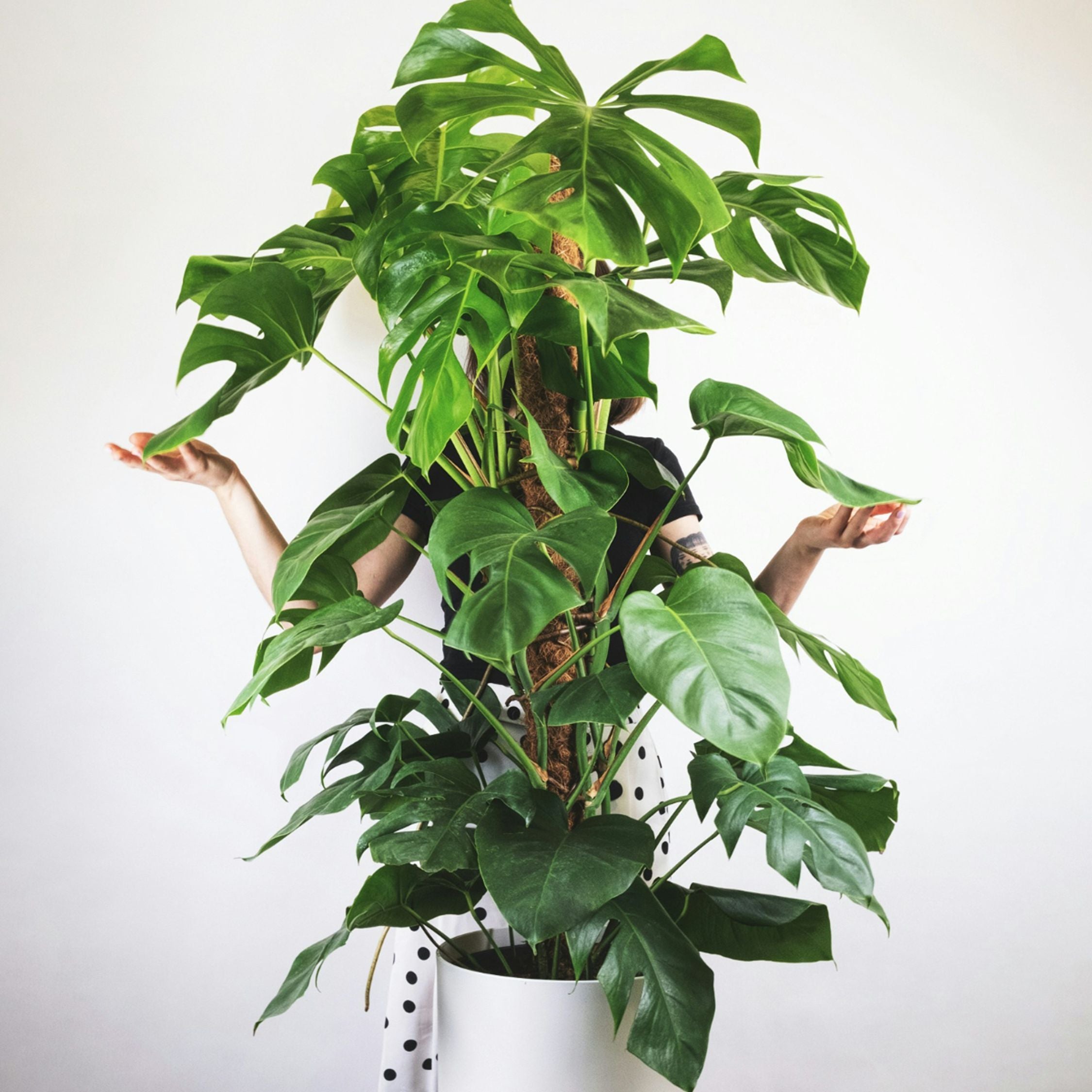 Fingerphilodendron - Monstera deliciosa