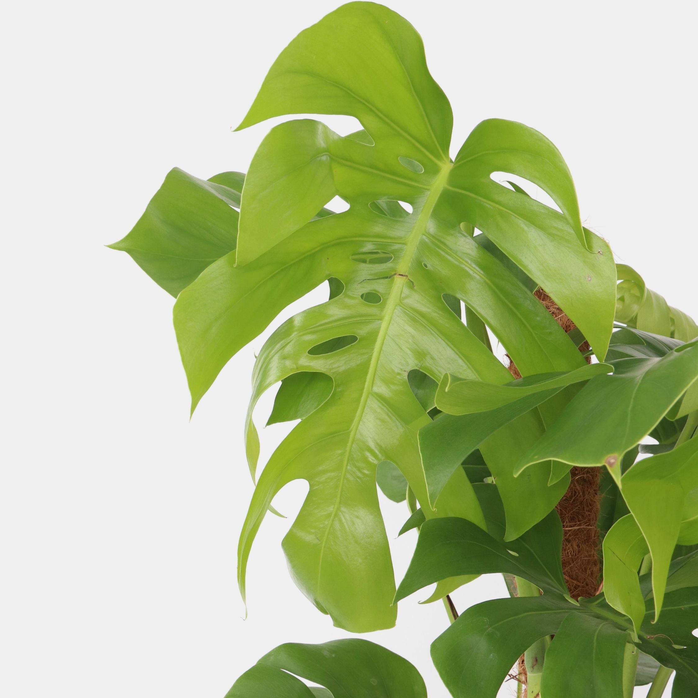 Fingerphilodendron - Monstera deliciosa