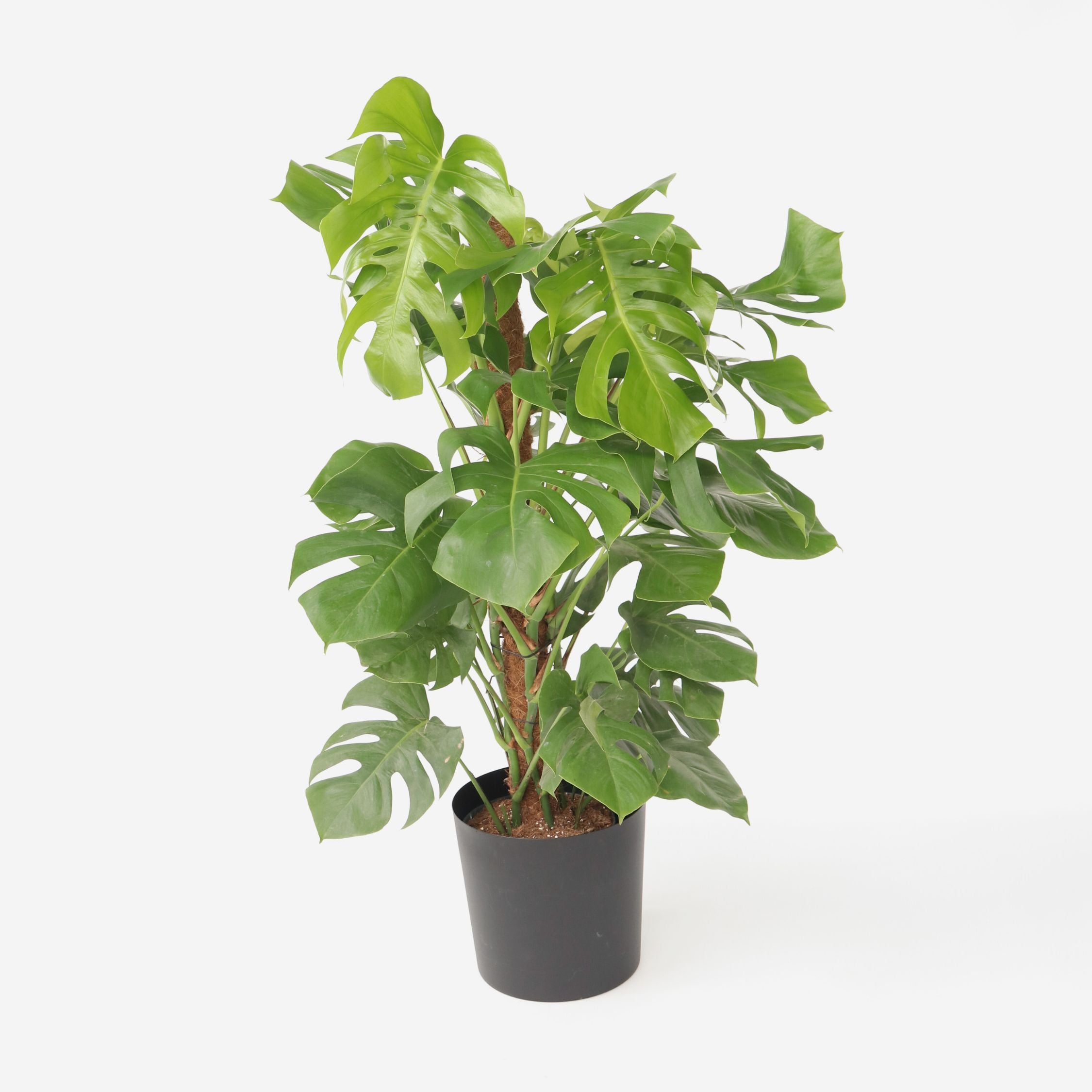 Fingerphilodendron - Monstera deliciosa