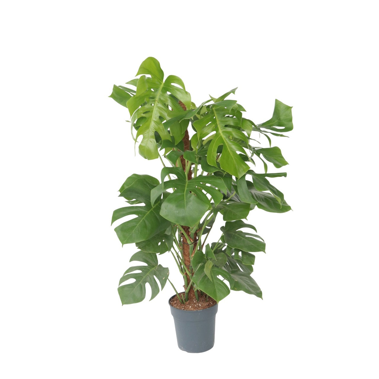 Fingerphilodendron - Monstera deliciosa