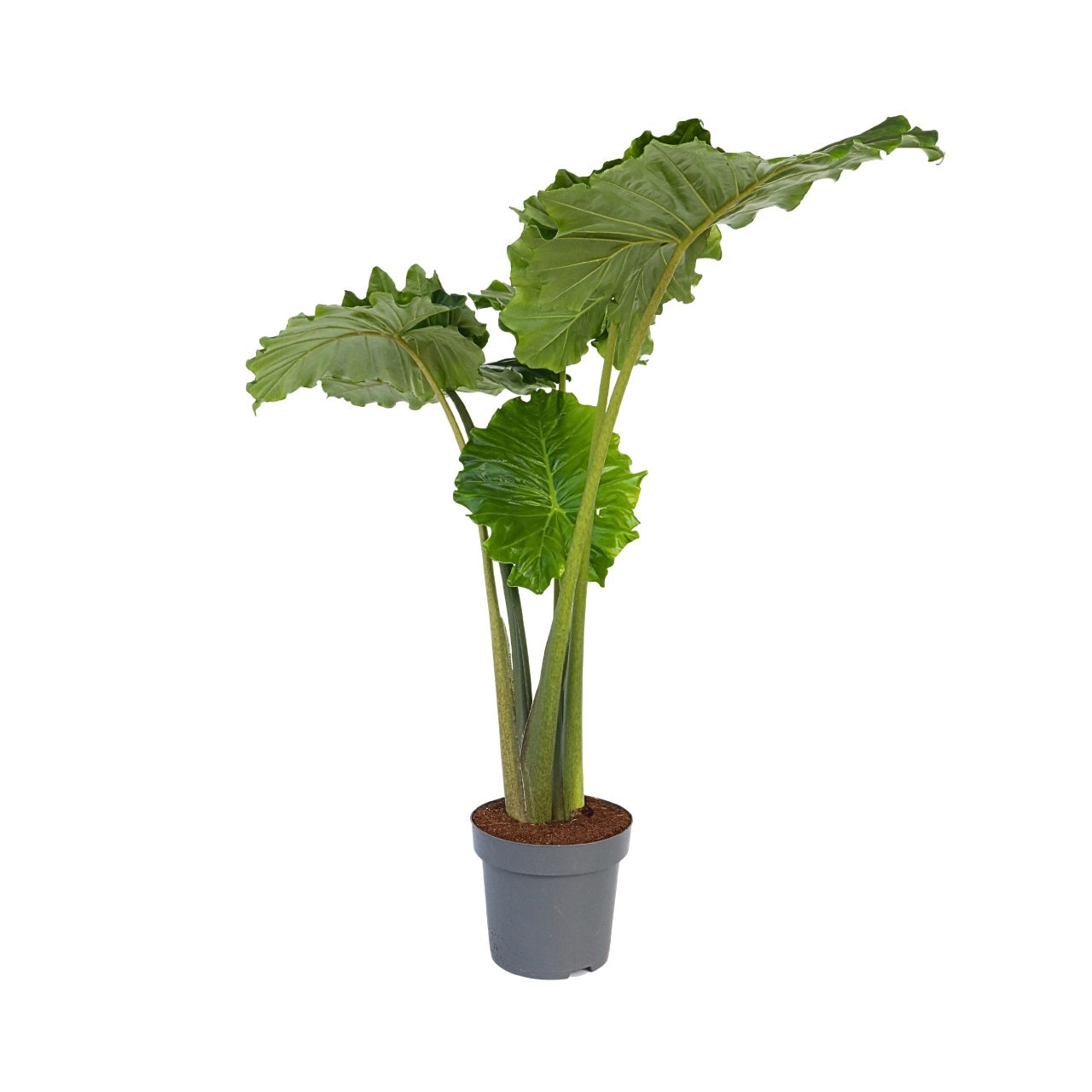 Elefantøre - Alocasia 'Portodora'
