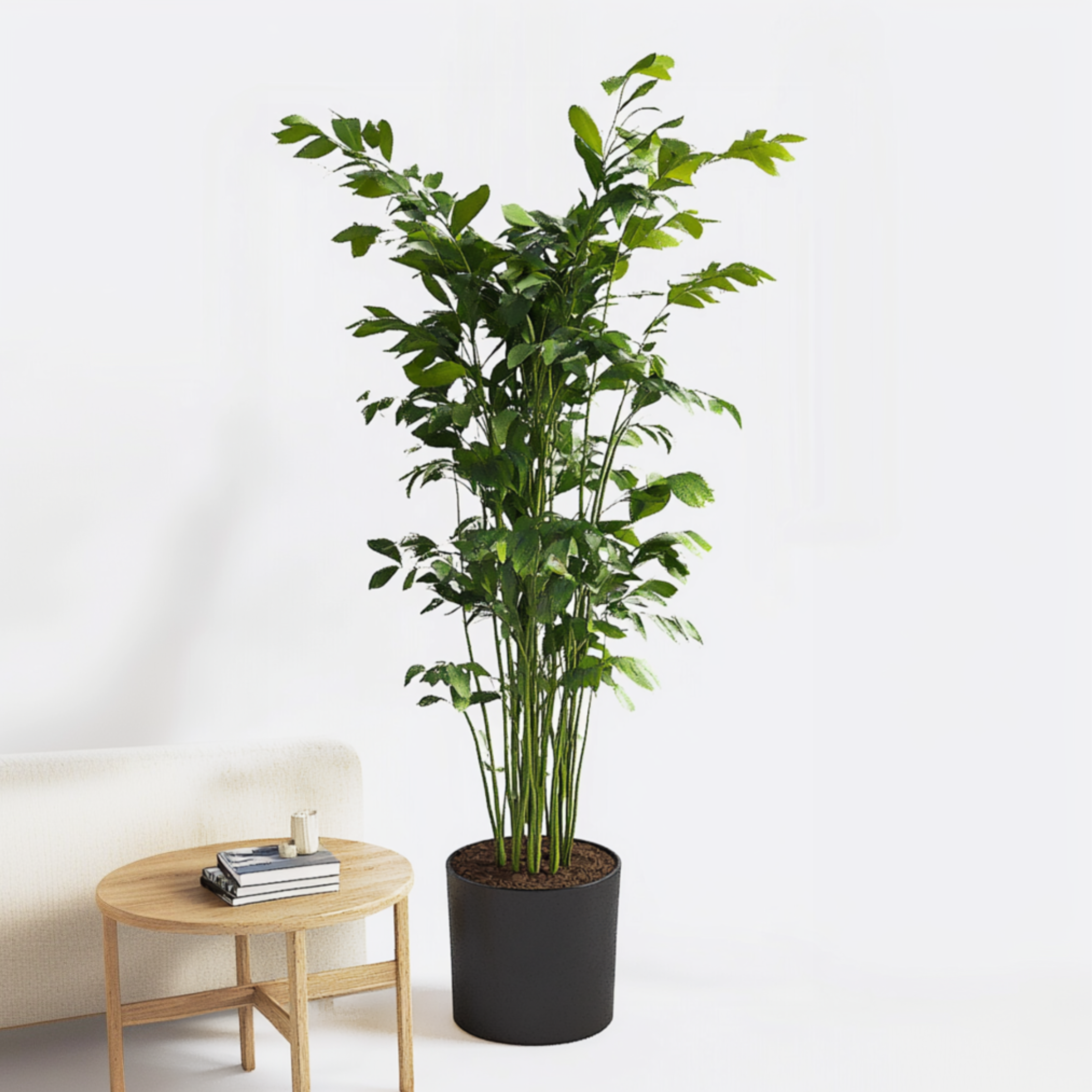 Fiskehalepalme - Caryota mitis