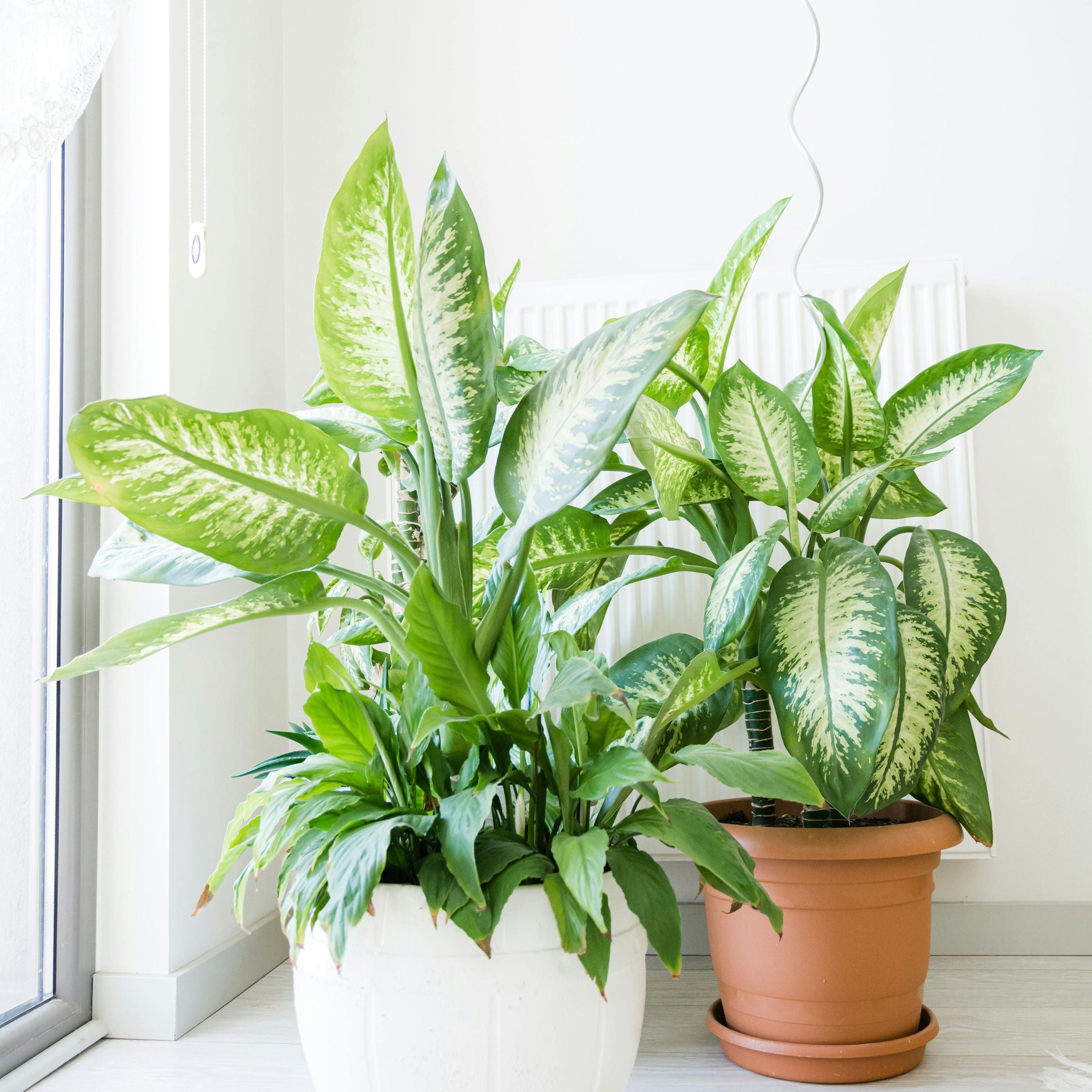 Sigøjnerblad - Dieffenbachia 'Tropic'