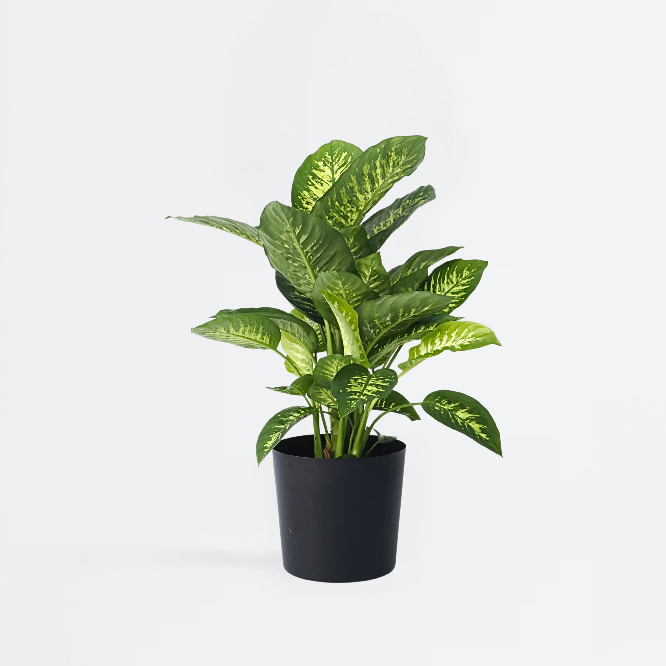Sigøjnerblad - Dieffenbachia 'Tropic'