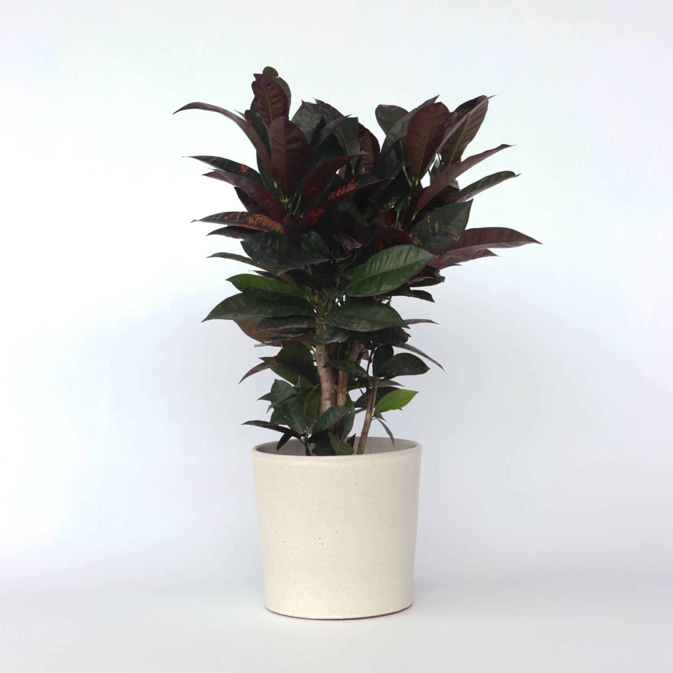 Kroton - Codiaeum variegatum 'Mrs. Iceton'