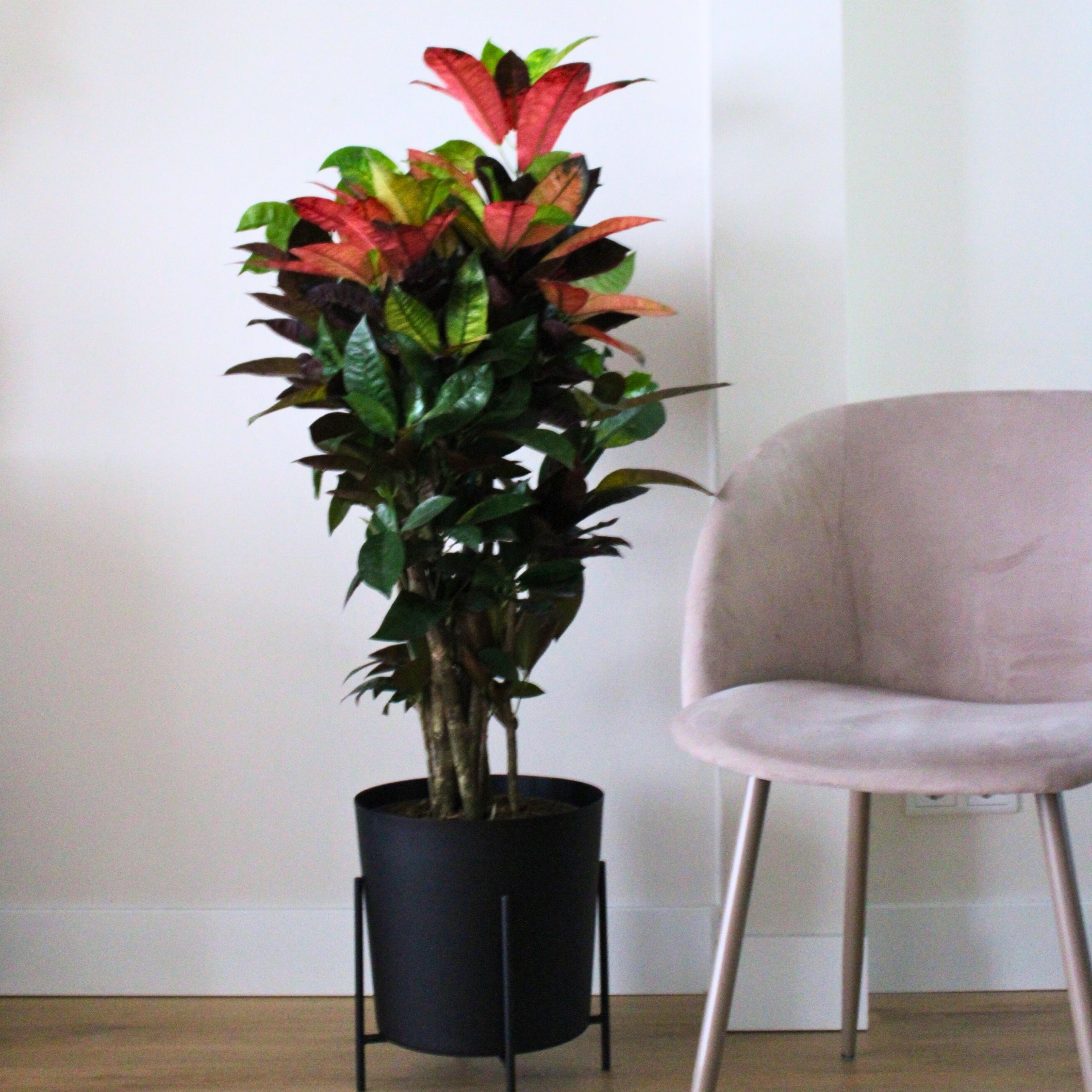 Kroton - Codiaeum variegatum 'Mrs. Iceton'