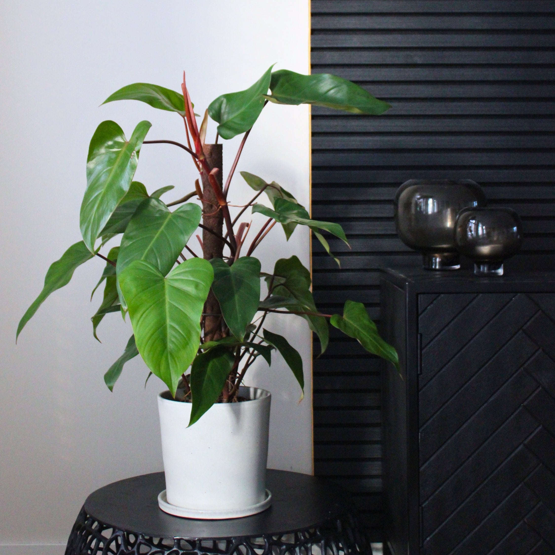 Filodendron - Philodendron 'imperial red'