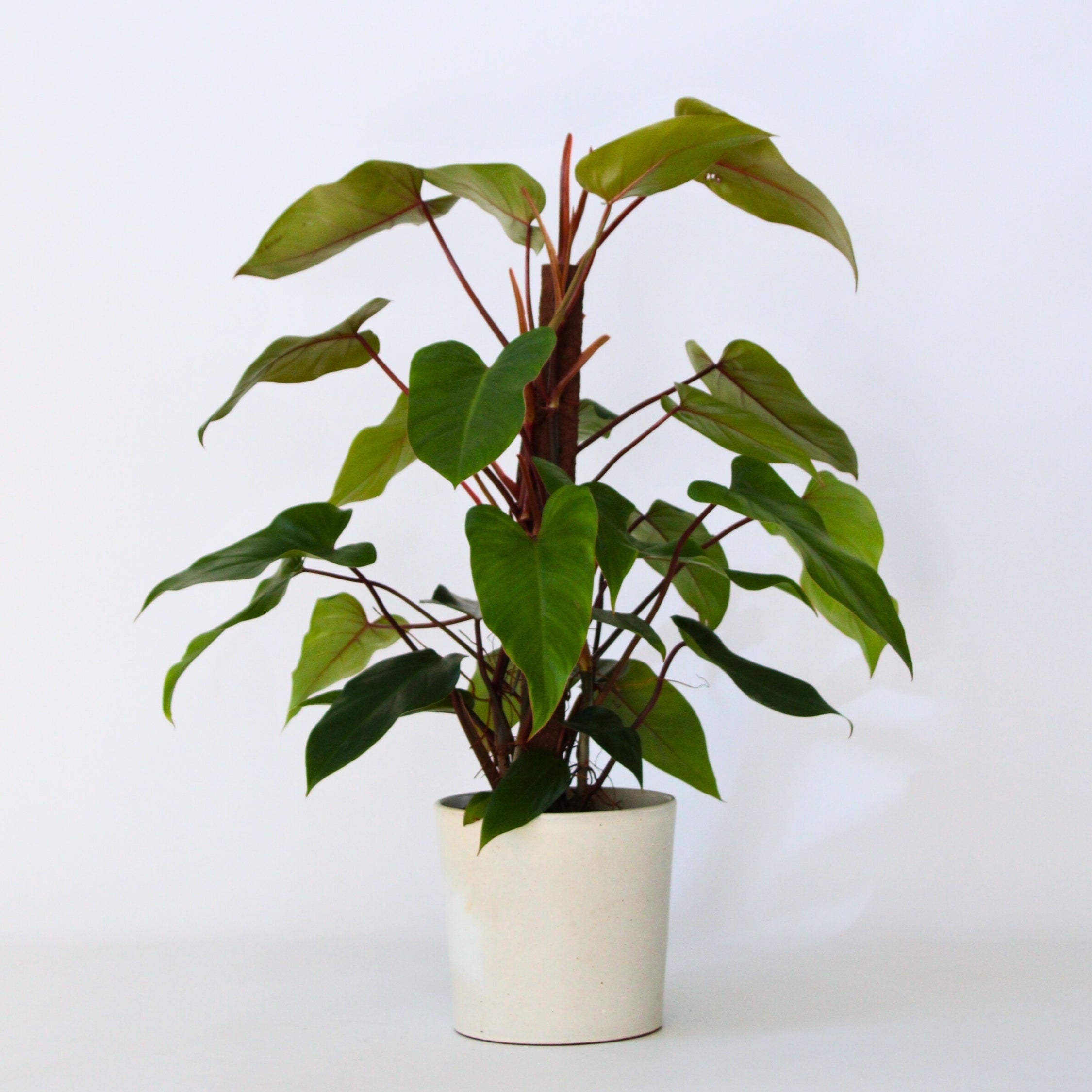 Filodendron - Philodendron 'imperial red'