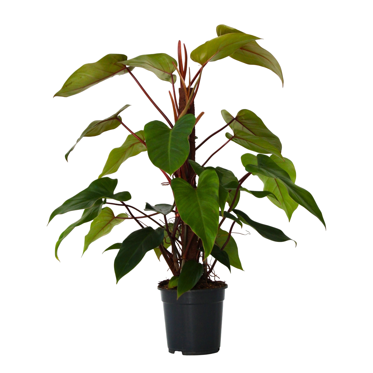 Filodendron - Philodendron 'imperial red'