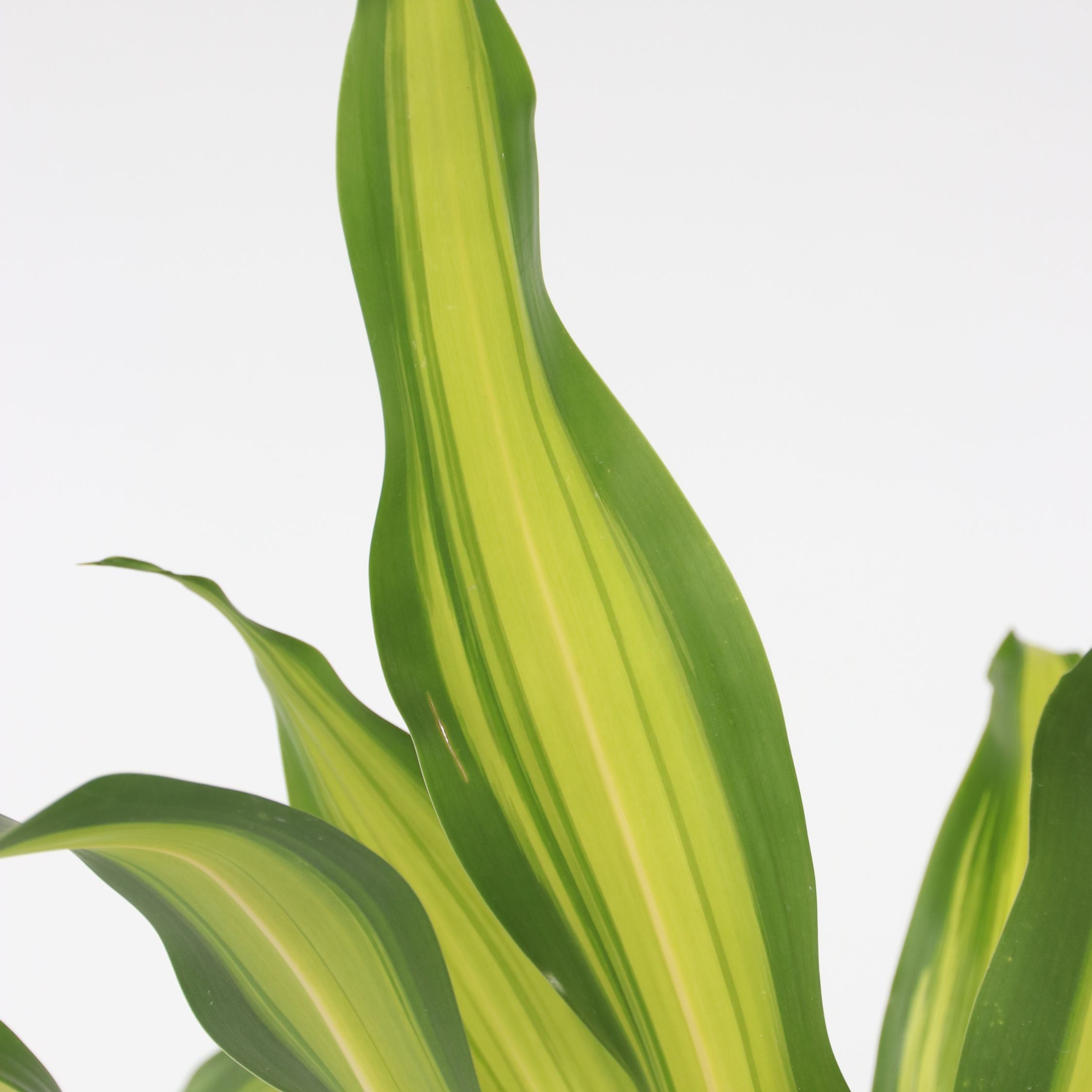 Drageplante - Dracaena fragrans 'Charley'