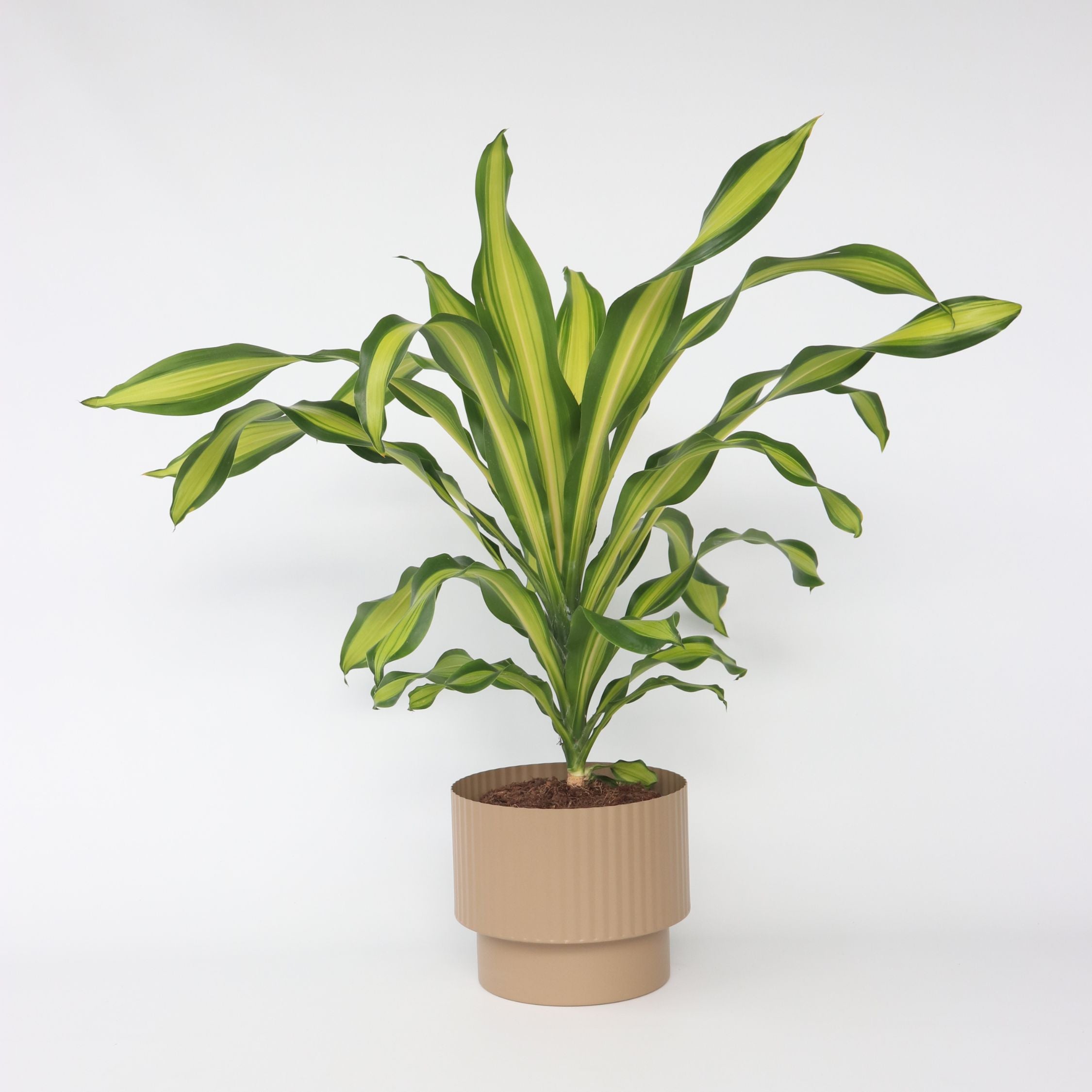 Drageplante - Dracaena fragrans 'Charley'