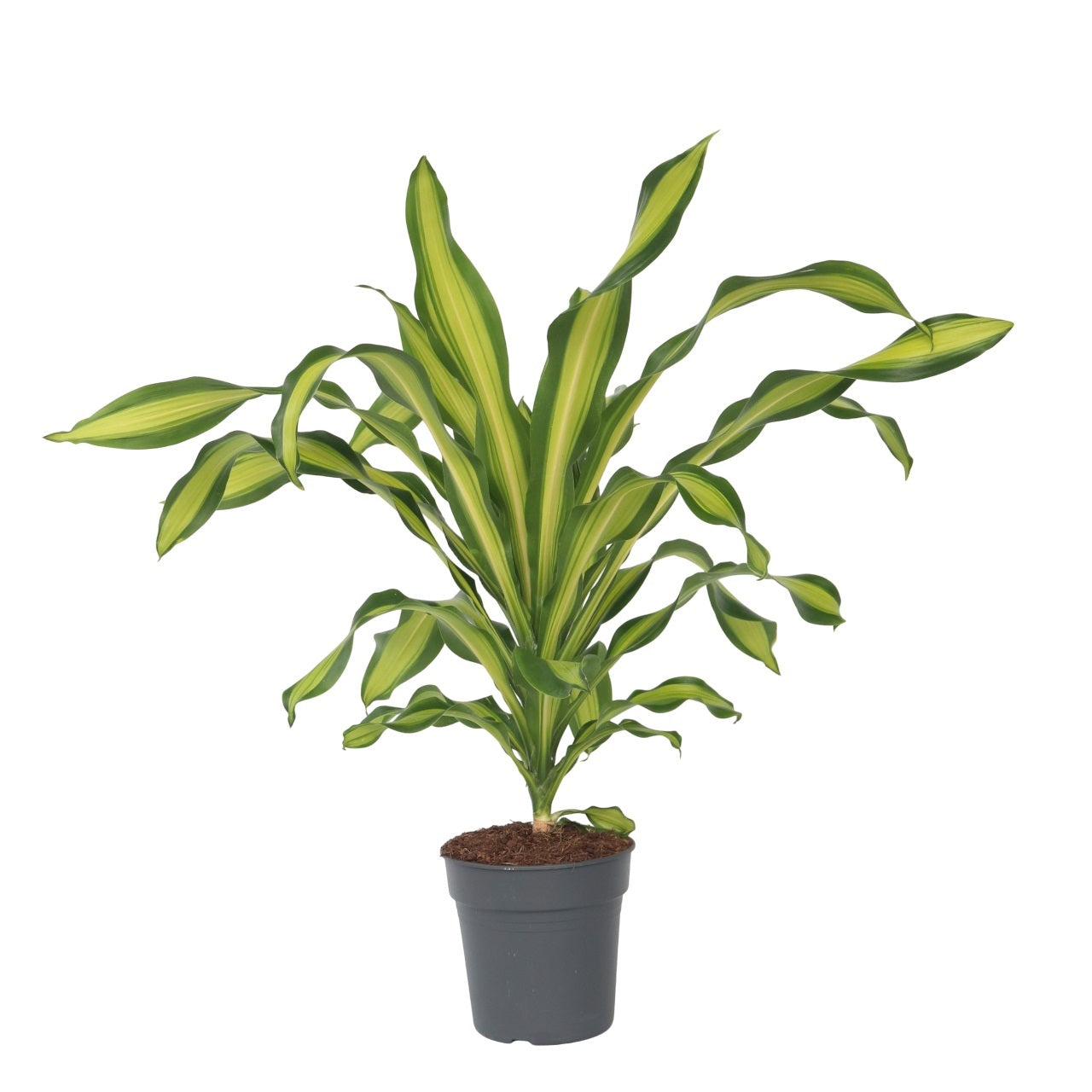 Drageplante - Dracaena fragrans 'Charley'