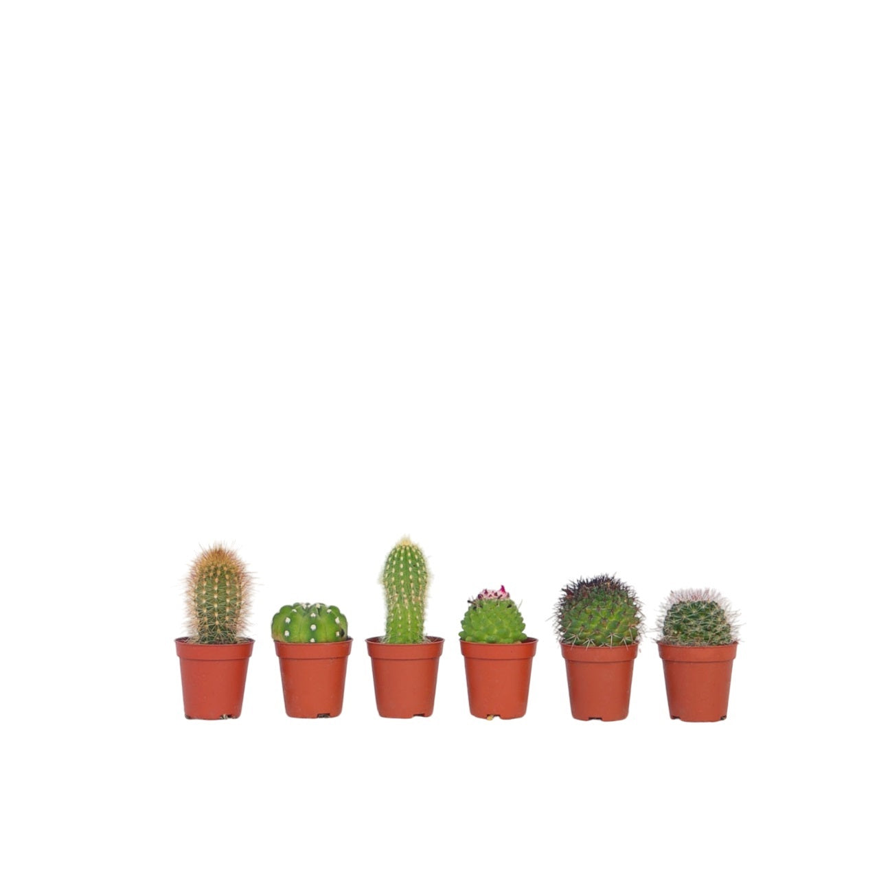 Minikaktus - Sæt med 6 - Cactus
